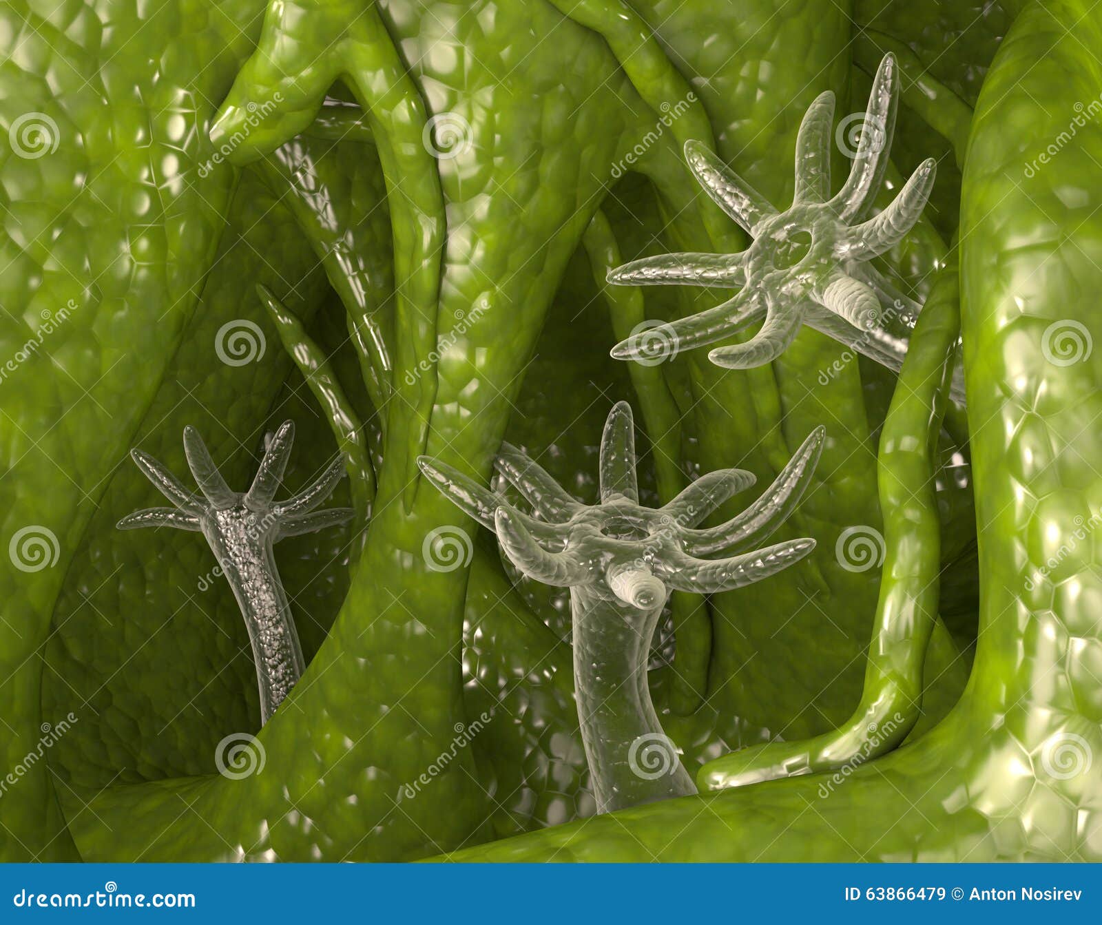 Water hydra stock illustration. Illustration of freshwater 63866479