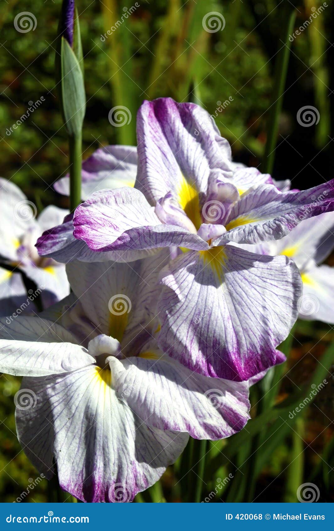 water iris