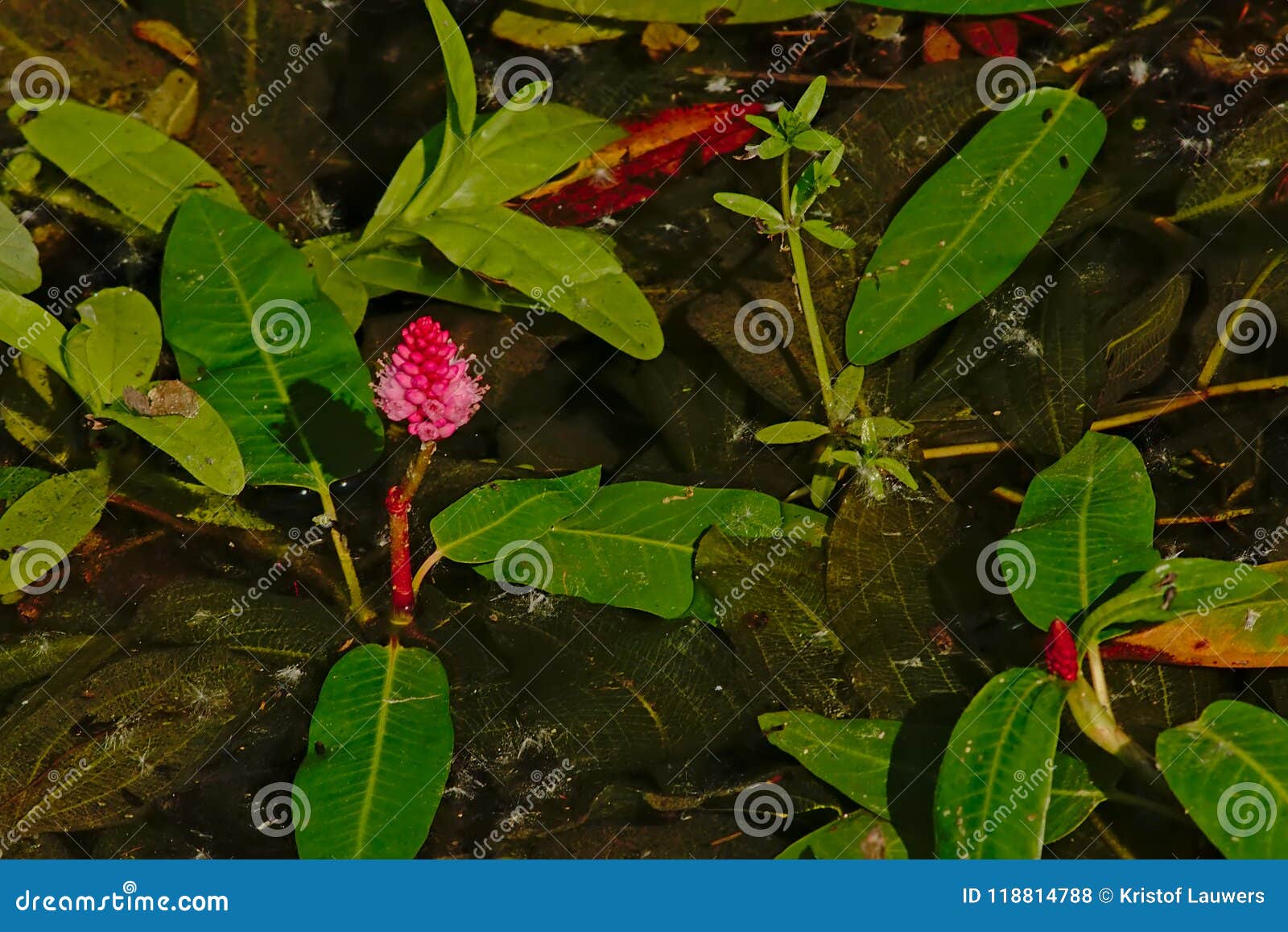 water knotweed with pink flower - persicaria amphibia
