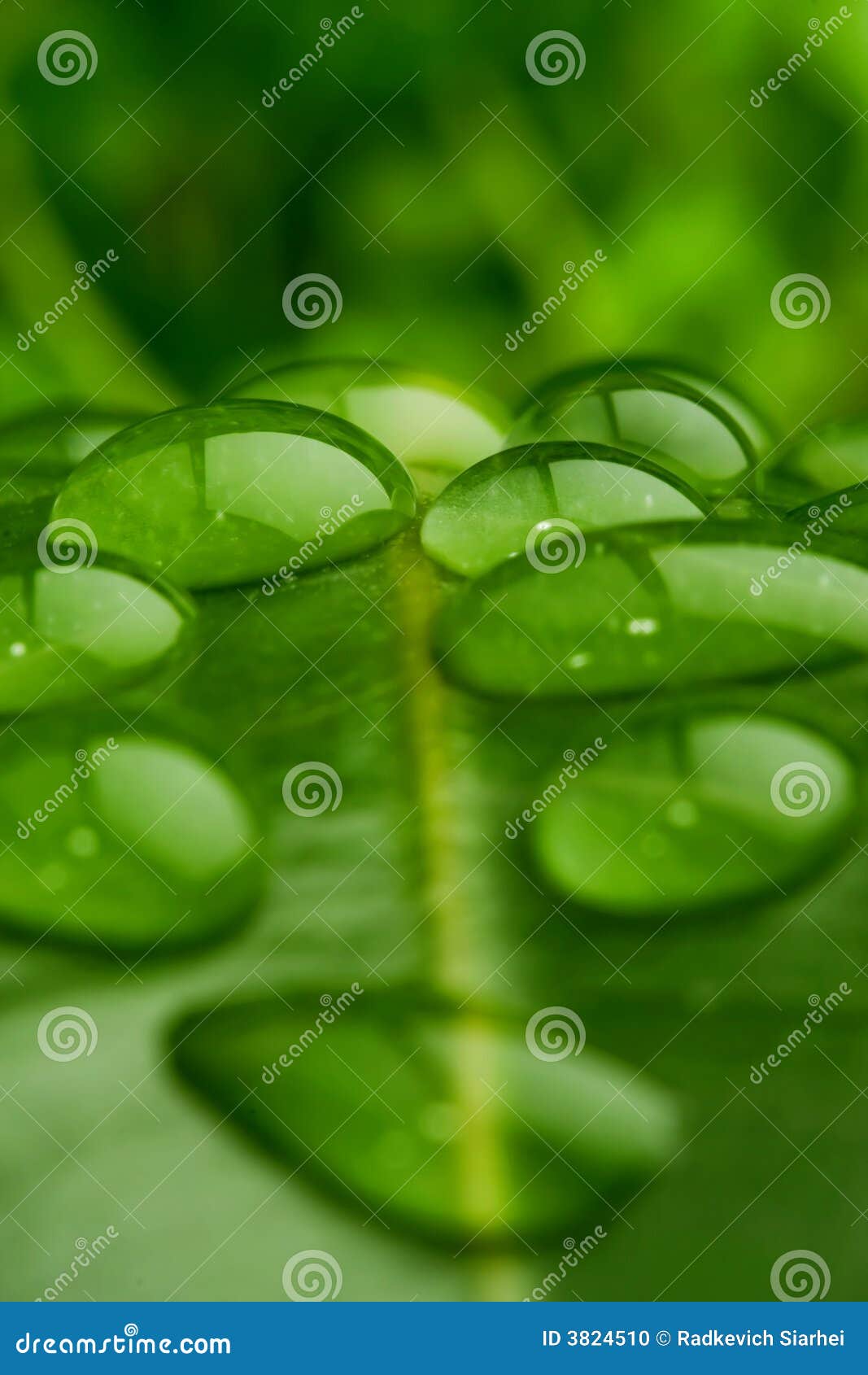 Water on leaf closeup stock photo. Image of agronomy, grow 3824510