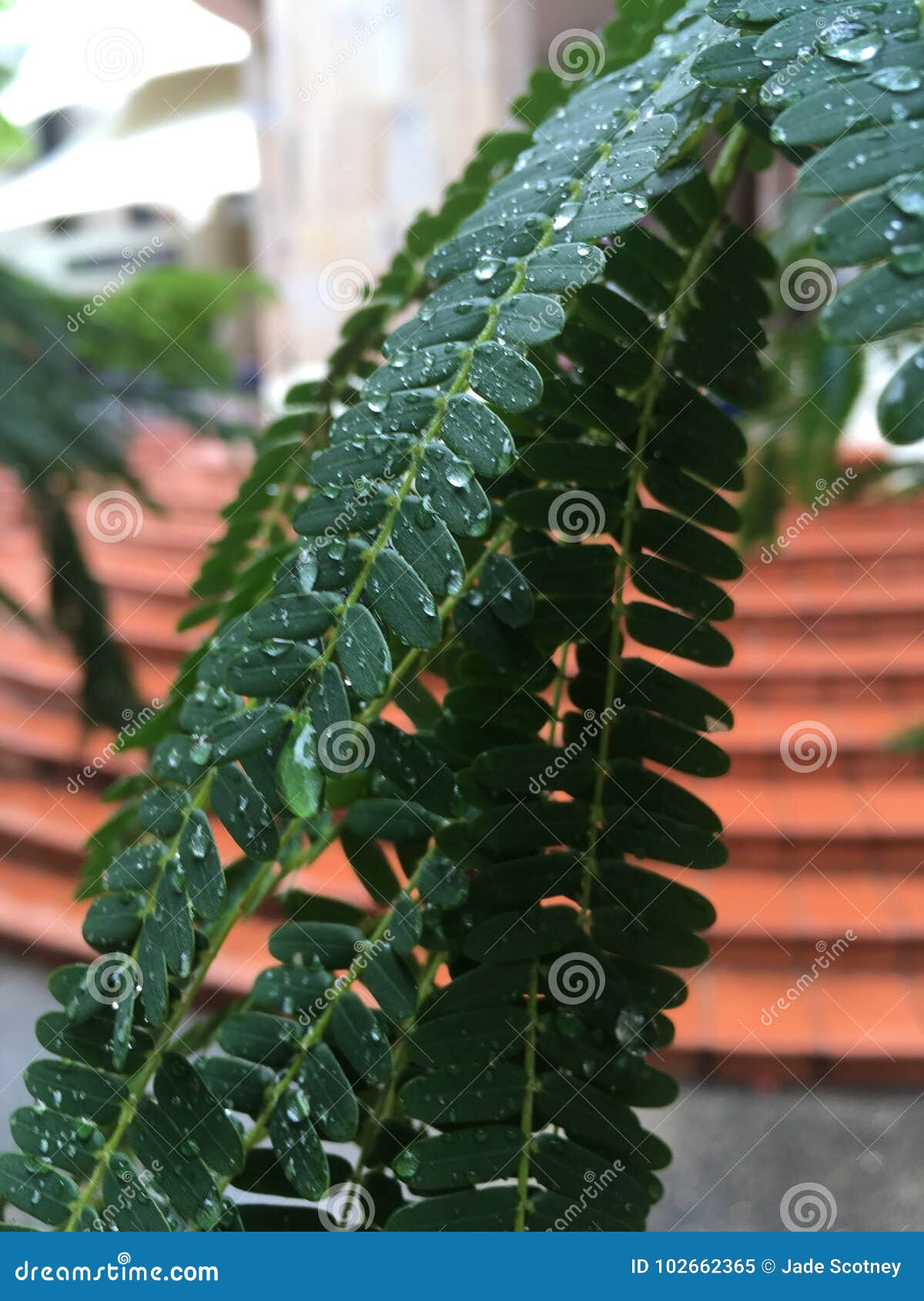 Water dripping stock image. Image of leaves, houseplant 102662365
