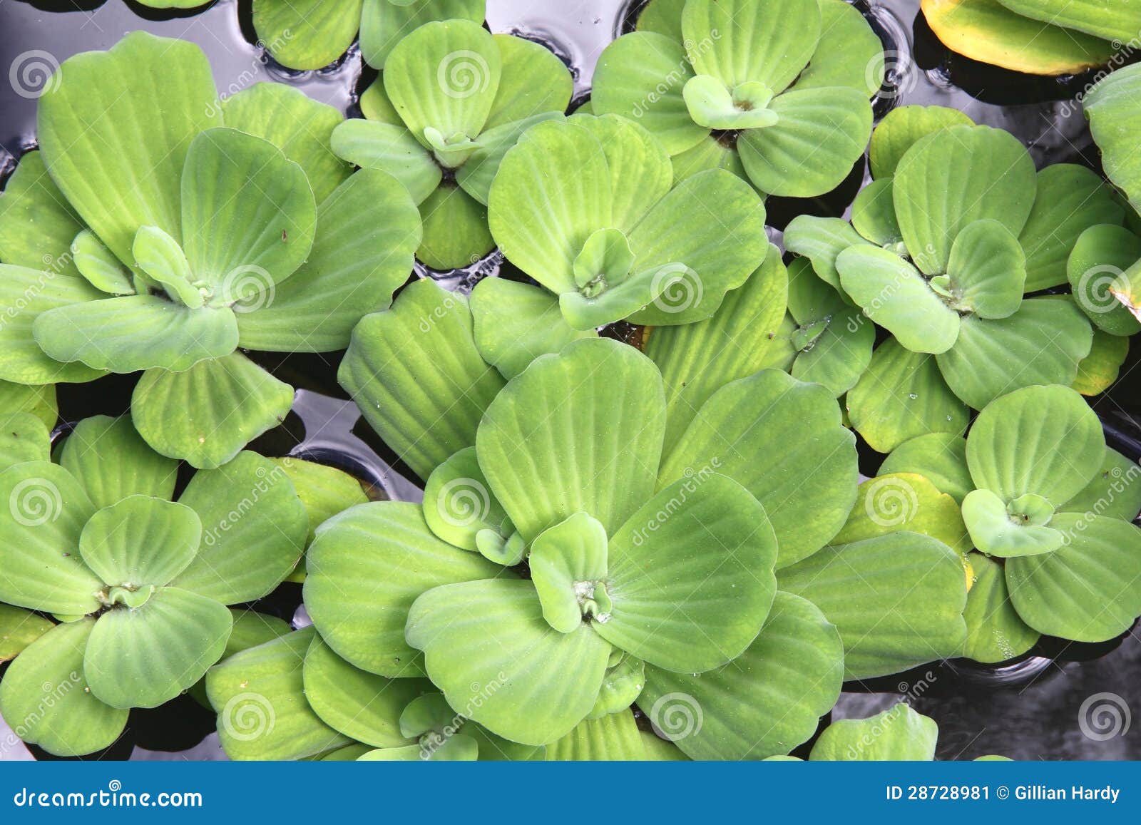 Water Lettuce stock image. Image of abstract, pond, texture 28728981