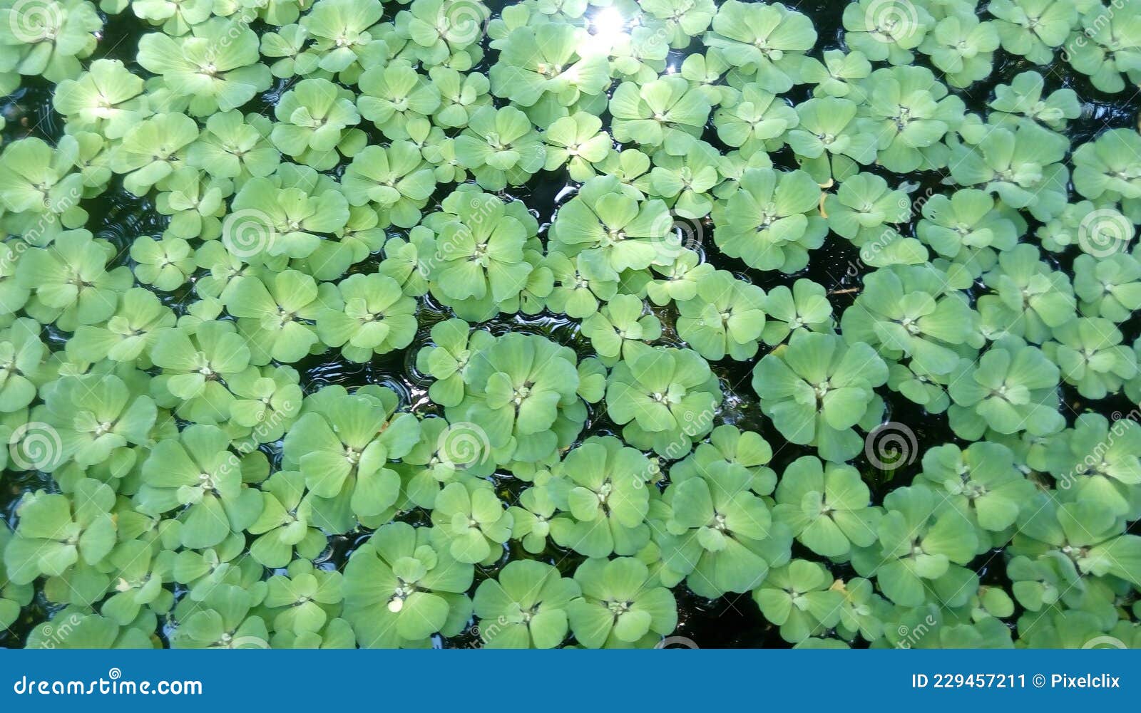 Water Lettuce floating Water Plant Closeup View. Stock Image Image