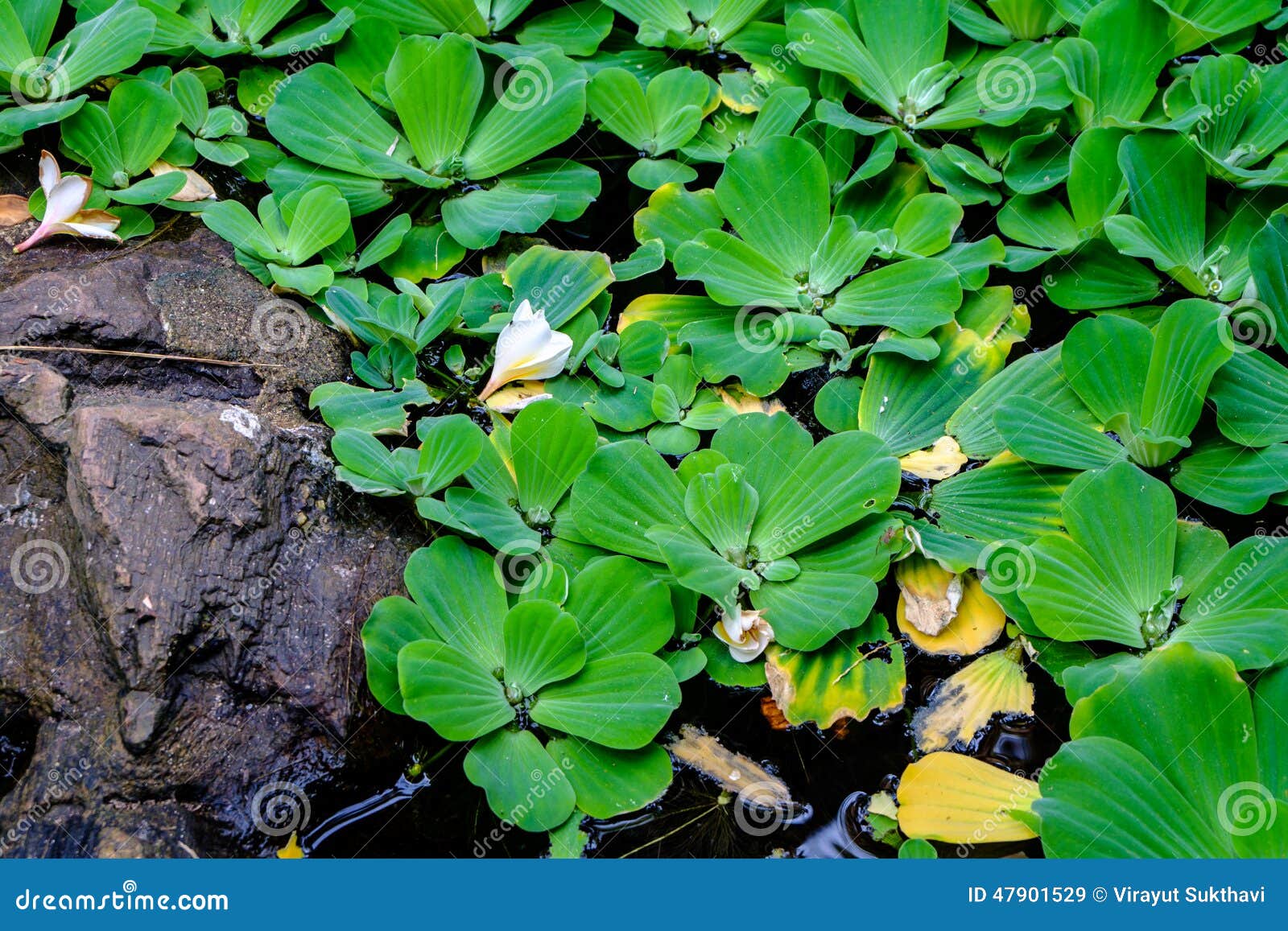 Water Lettuce stock image. Image of floating, arum, lily 47901529
