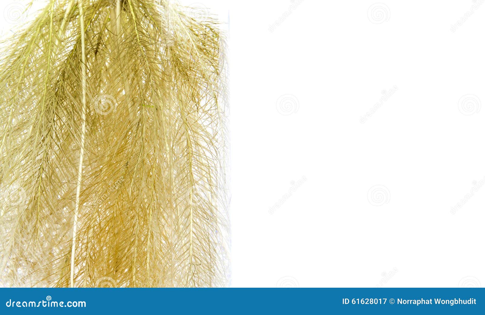 Water Lettuce Roots stock image. Image of nature, water 61628017