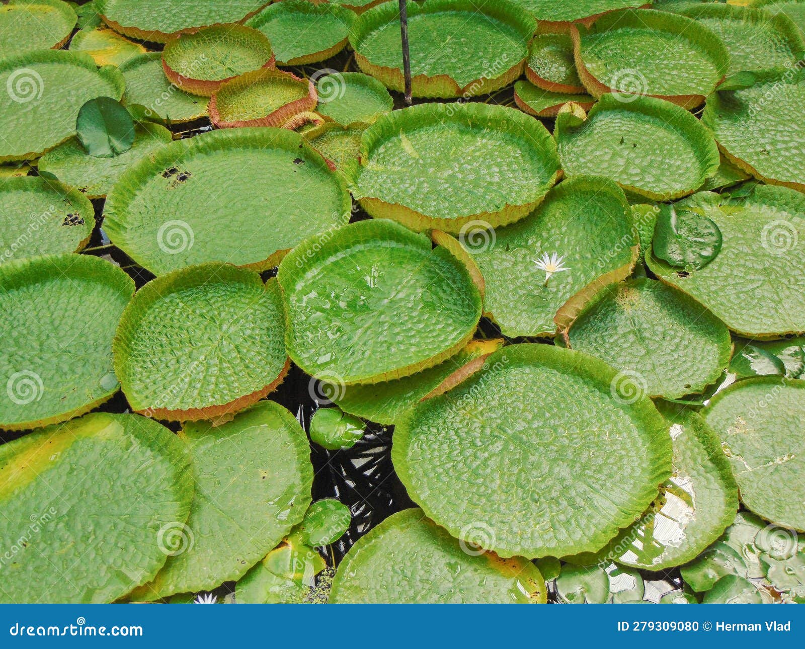 Water Lilies from the Amazon River. Amazonian Victory Stock Photo