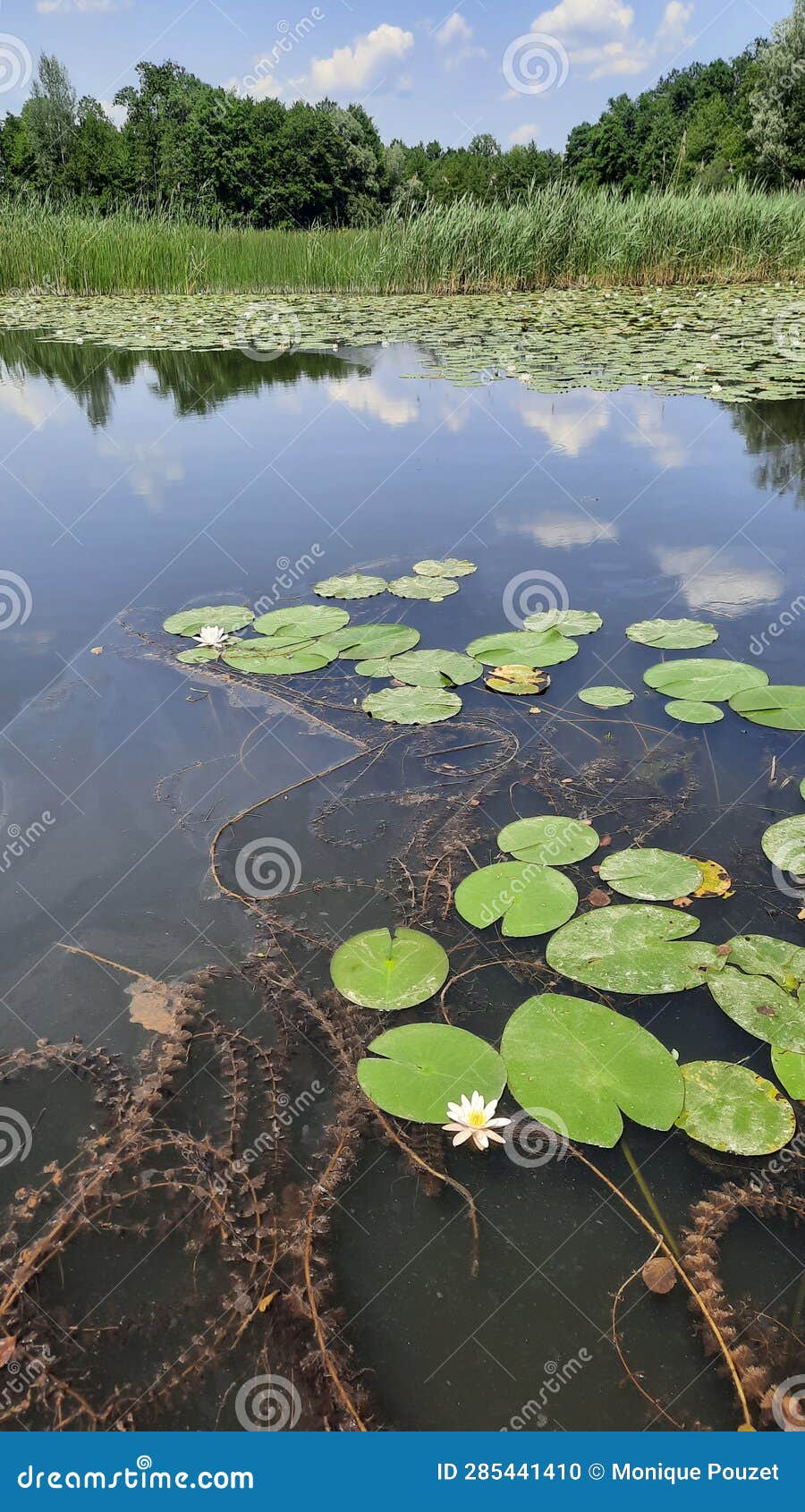 The water lilies in bloom stock photo. Image of river 285441410