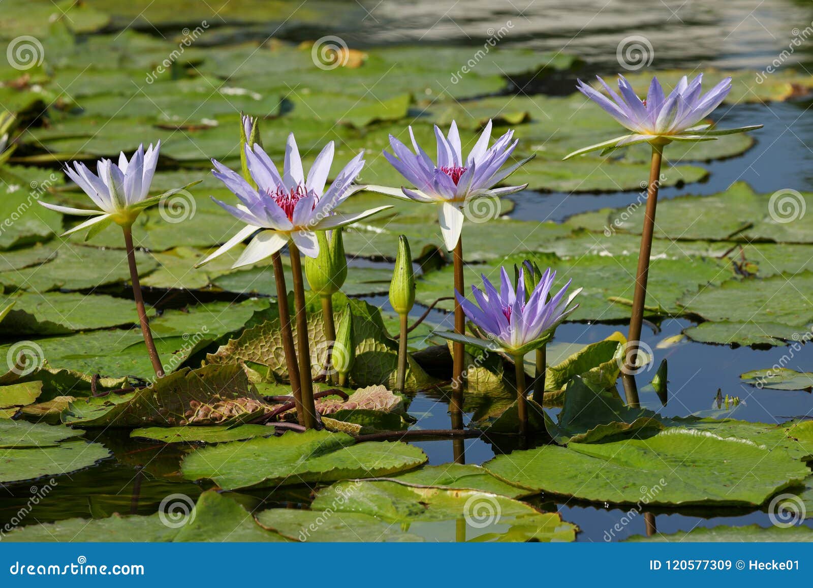 Water lilies at the bloom stock image. Image of garden 120577309