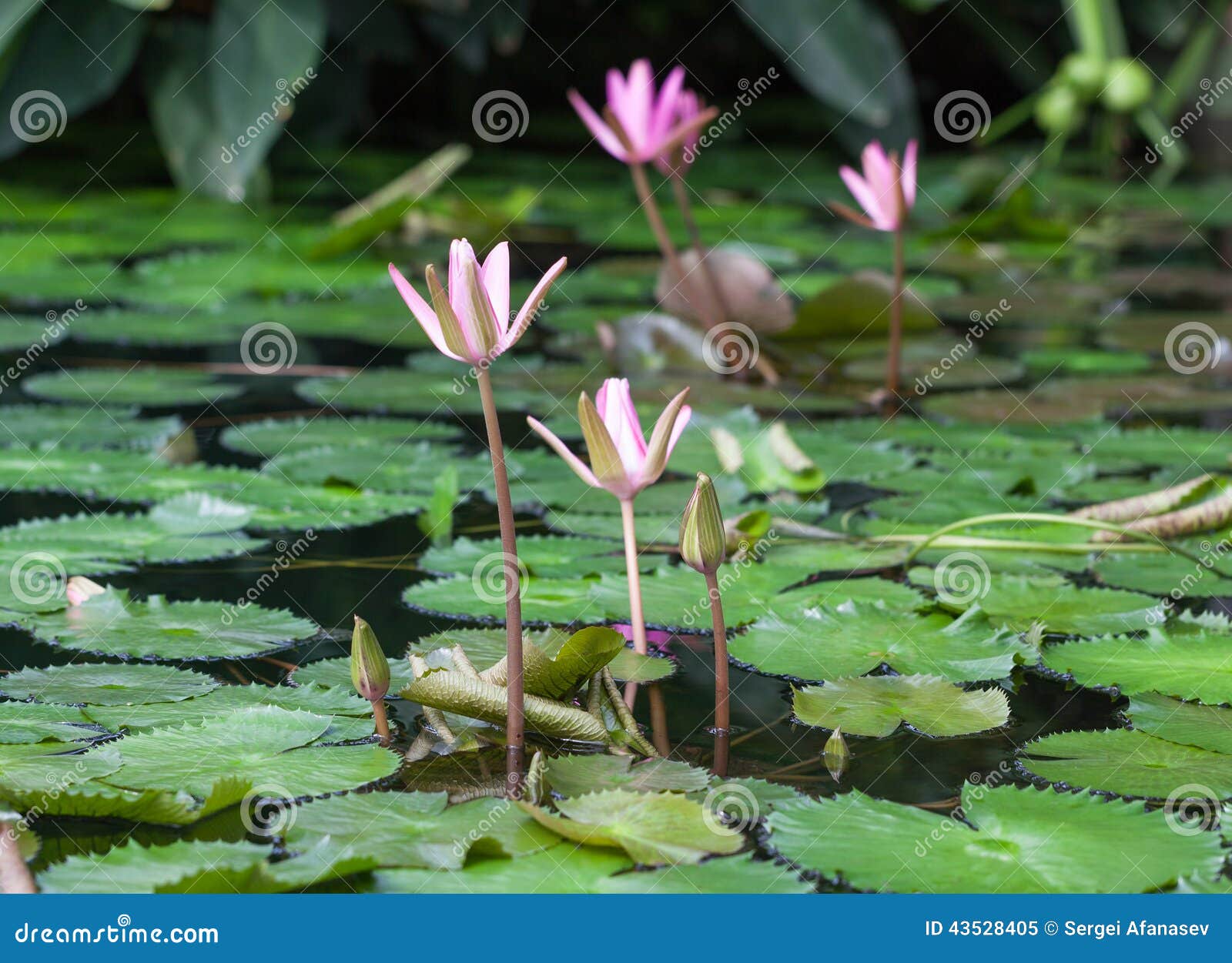 Water Lilies In The Botanical Garden St Petersburg Russia