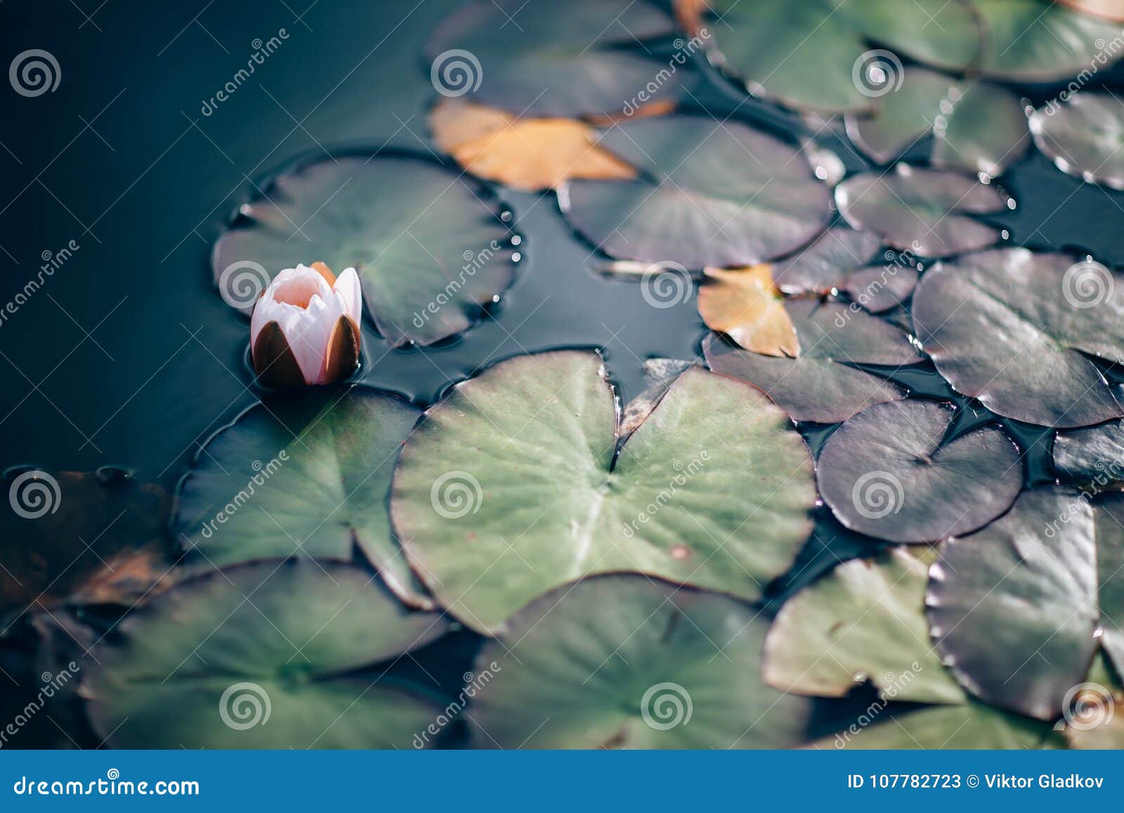 water lilies and lilies on water close up in open air