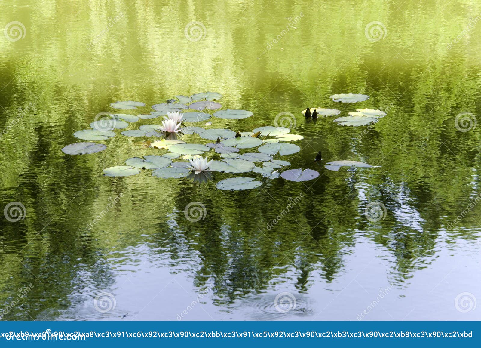 Waterlilies on lake stock photo. Image of water, trees 11926142