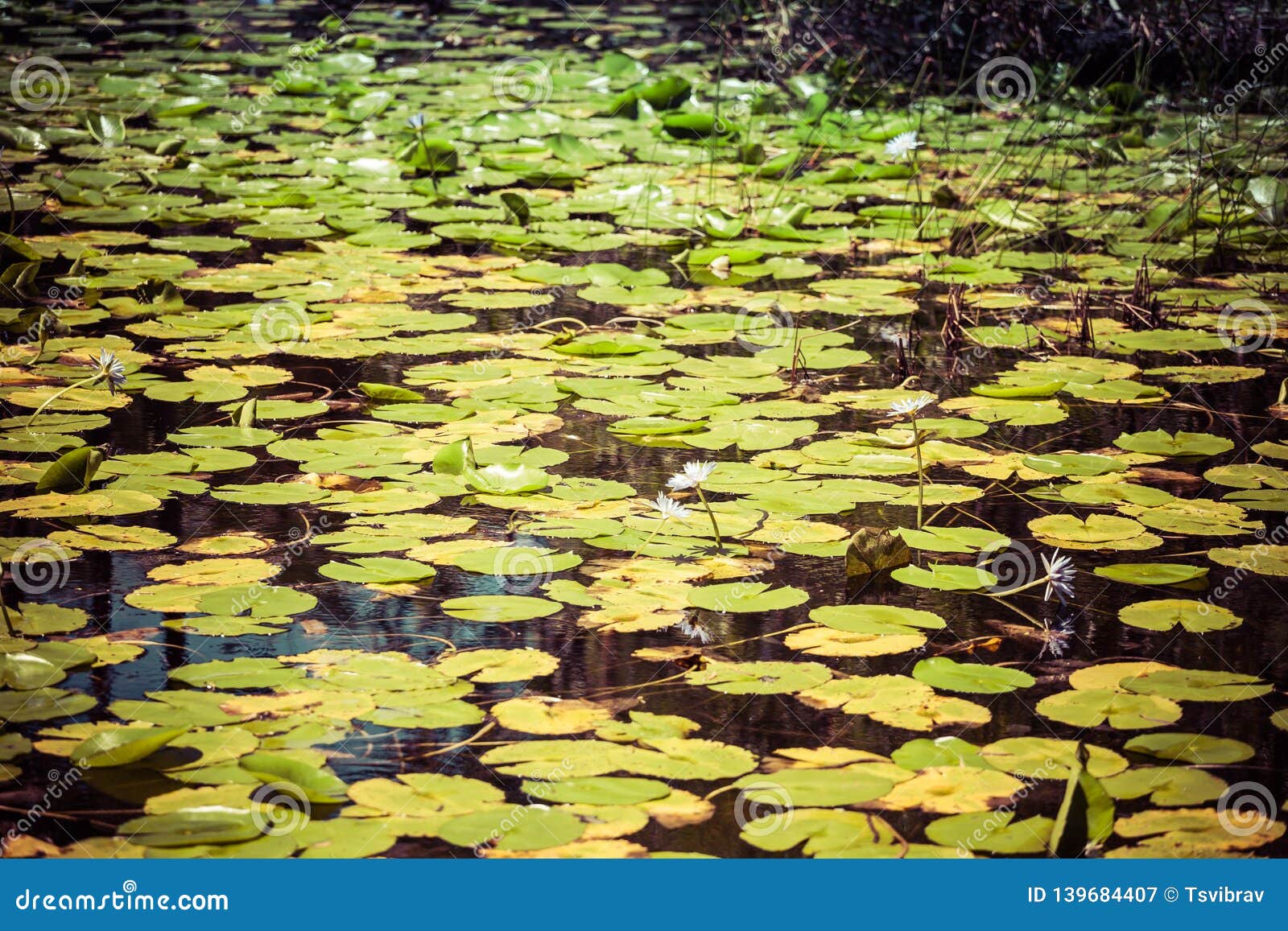 Water lilies in a lake. stock image. Image of pond, blooming 139684407