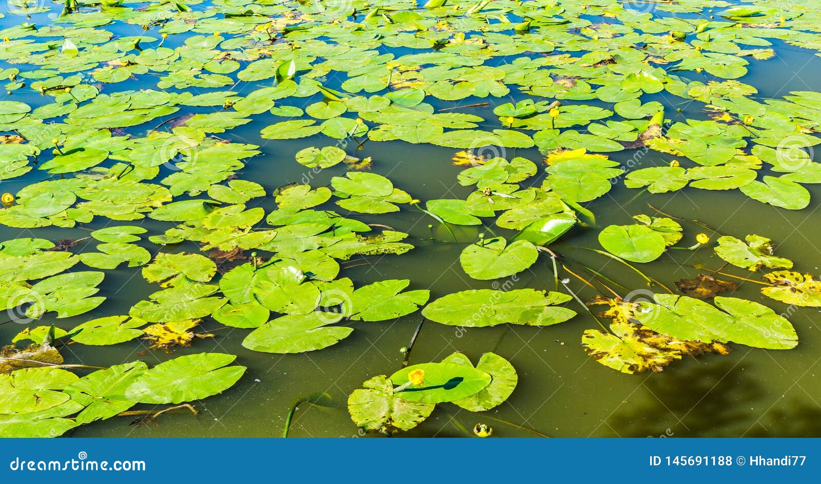 Water lilies in a lake stock photo. Image of nature 145691188