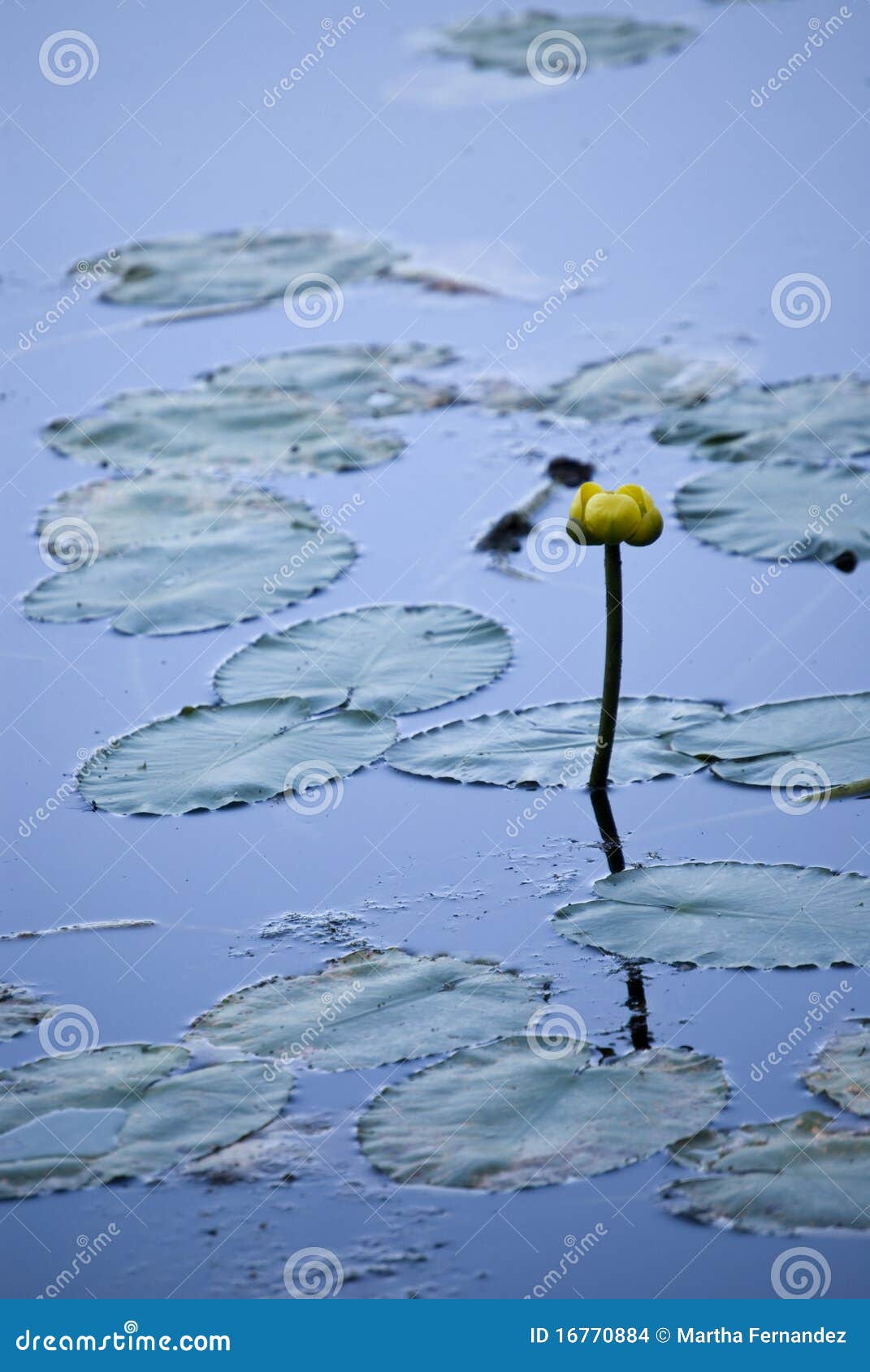 Water lilies on lake stock photo. Image of long, water 16770884