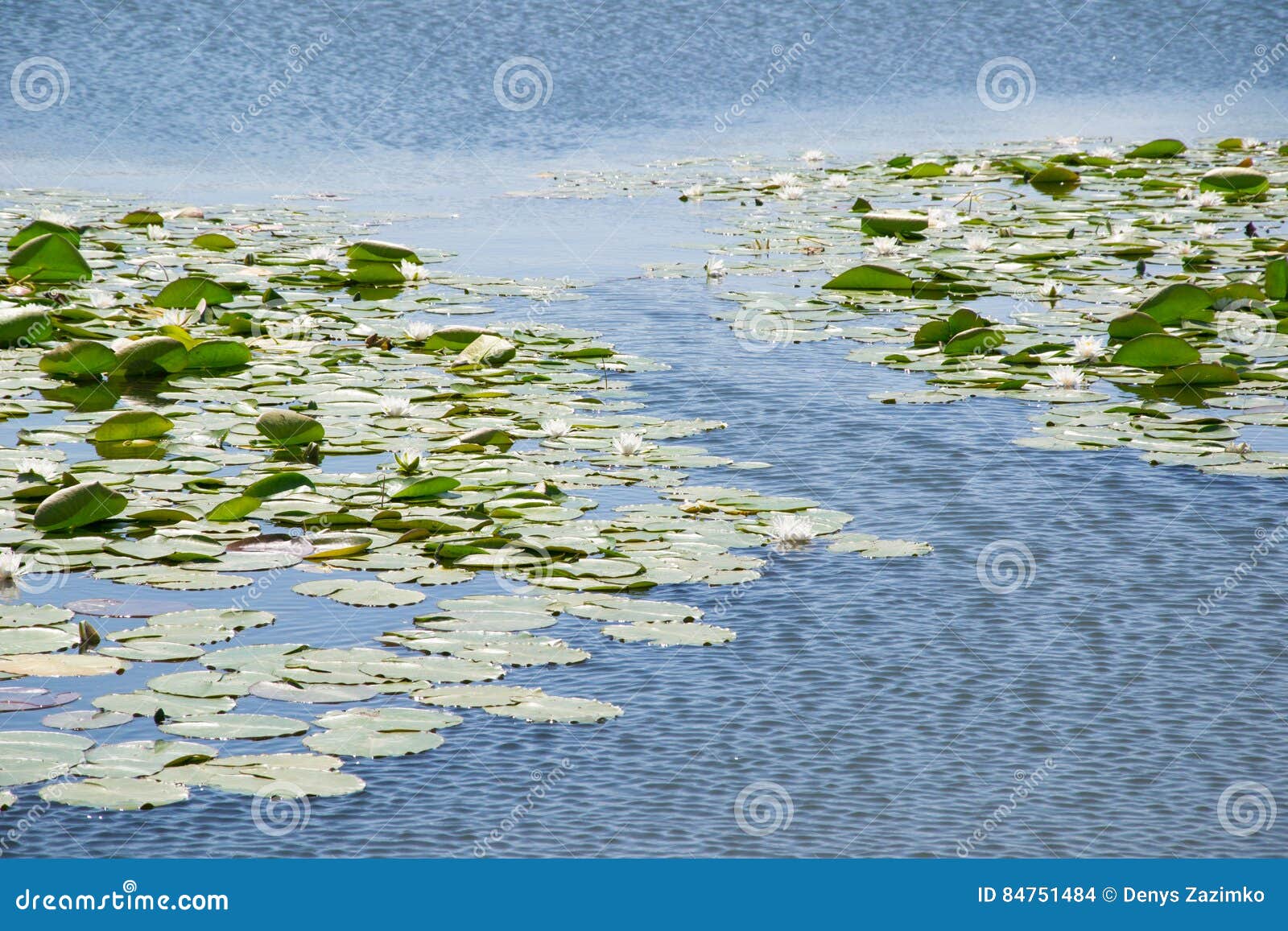 Water lilies on the lake stock photo. Image of leaf, beautiful 84751484