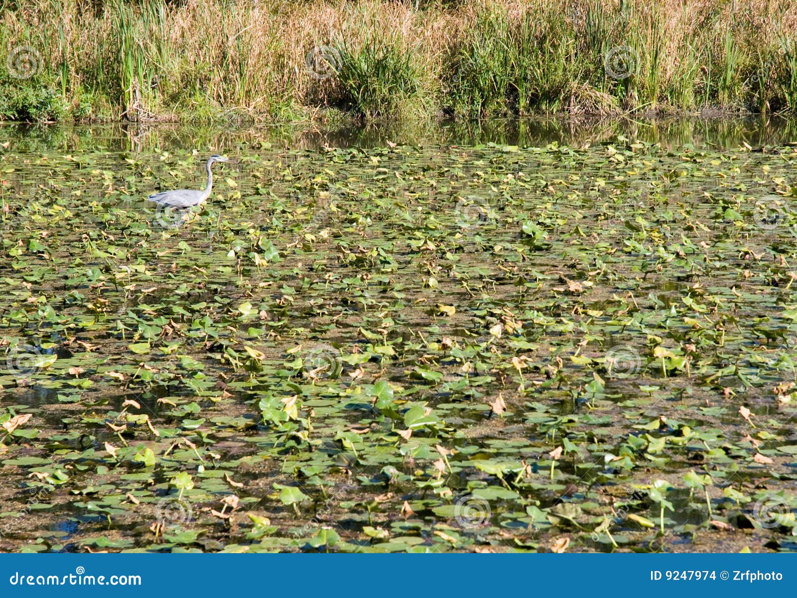 Water lilies on lake stock photo. Image of floating, scenic 9247974