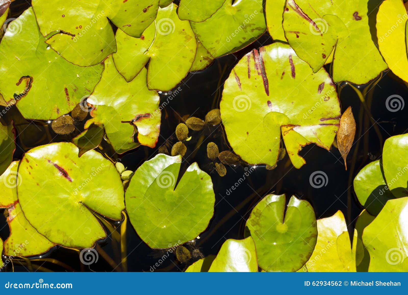 Water lilies stock photo. Image of color, lovely, blossom 62934562