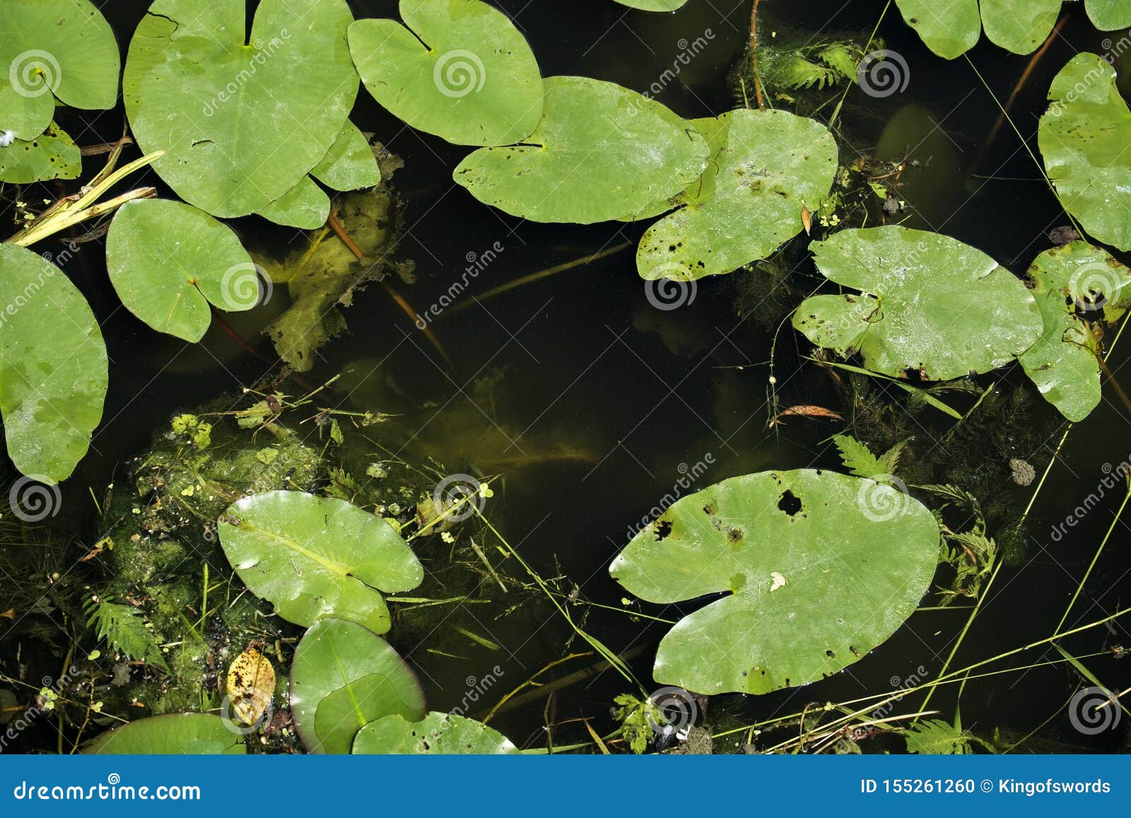 Water Lilies Leaves Float on the Surface of a Blooming Muddy River