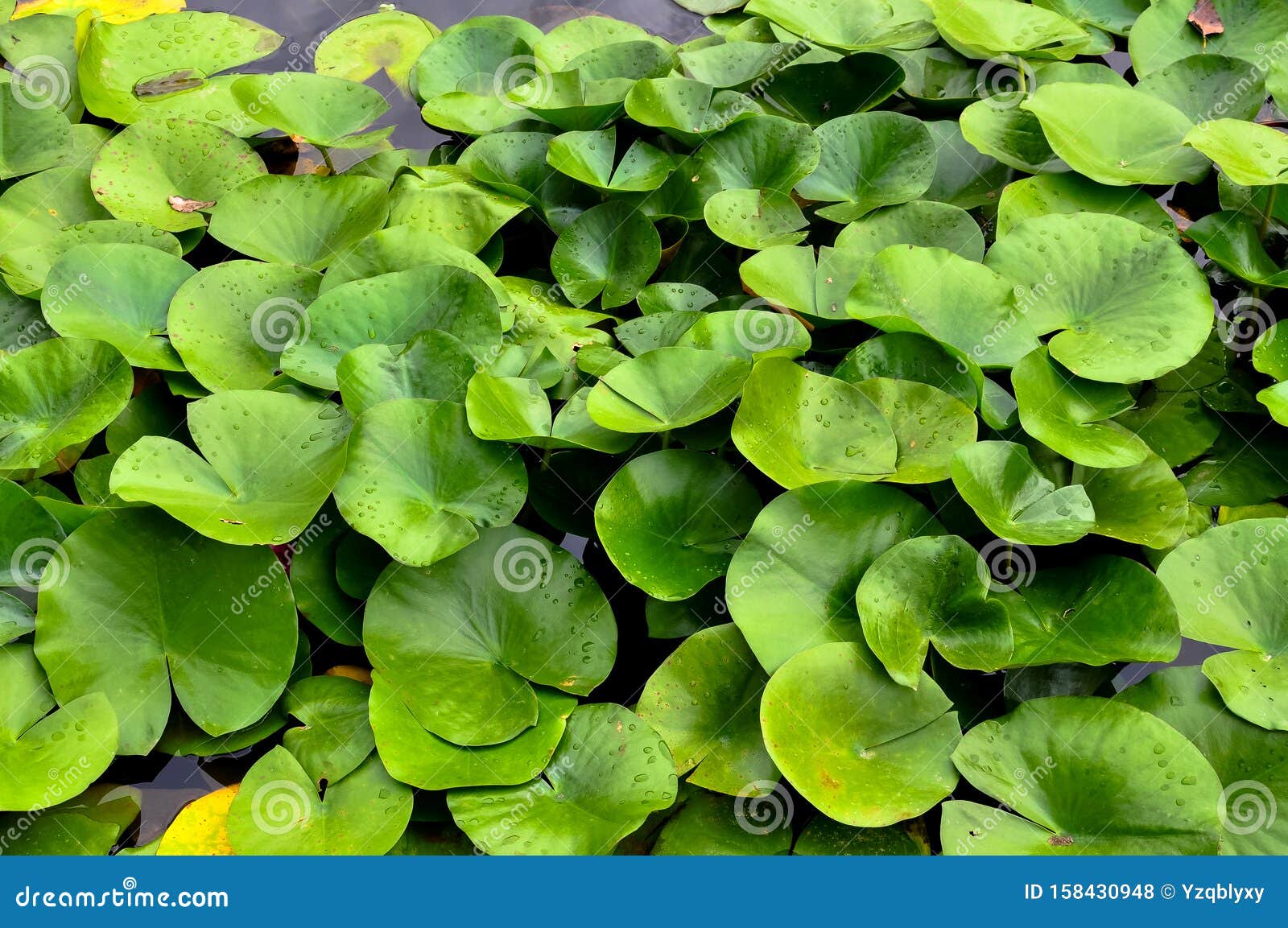 Water lilies leaves stock photo. Image of florida, flowers - 158430948