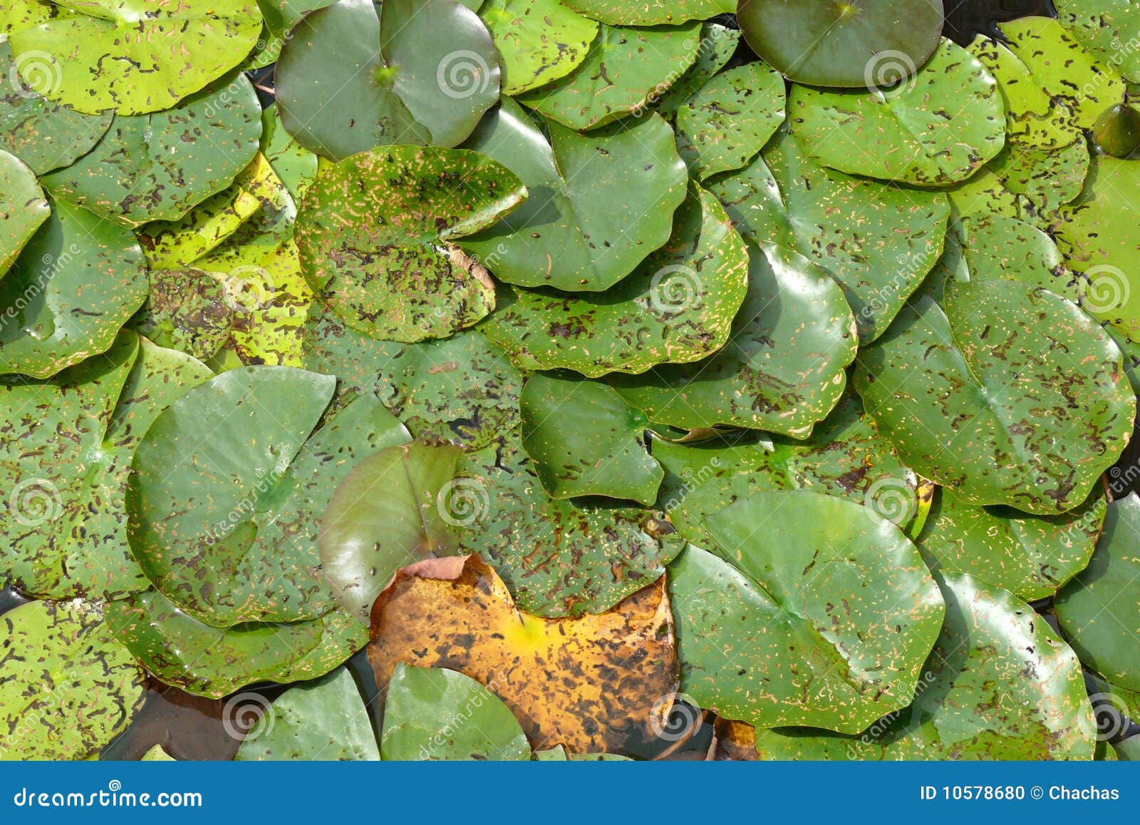 Water lilies and lily pads stock photo. Image of green - 10578680