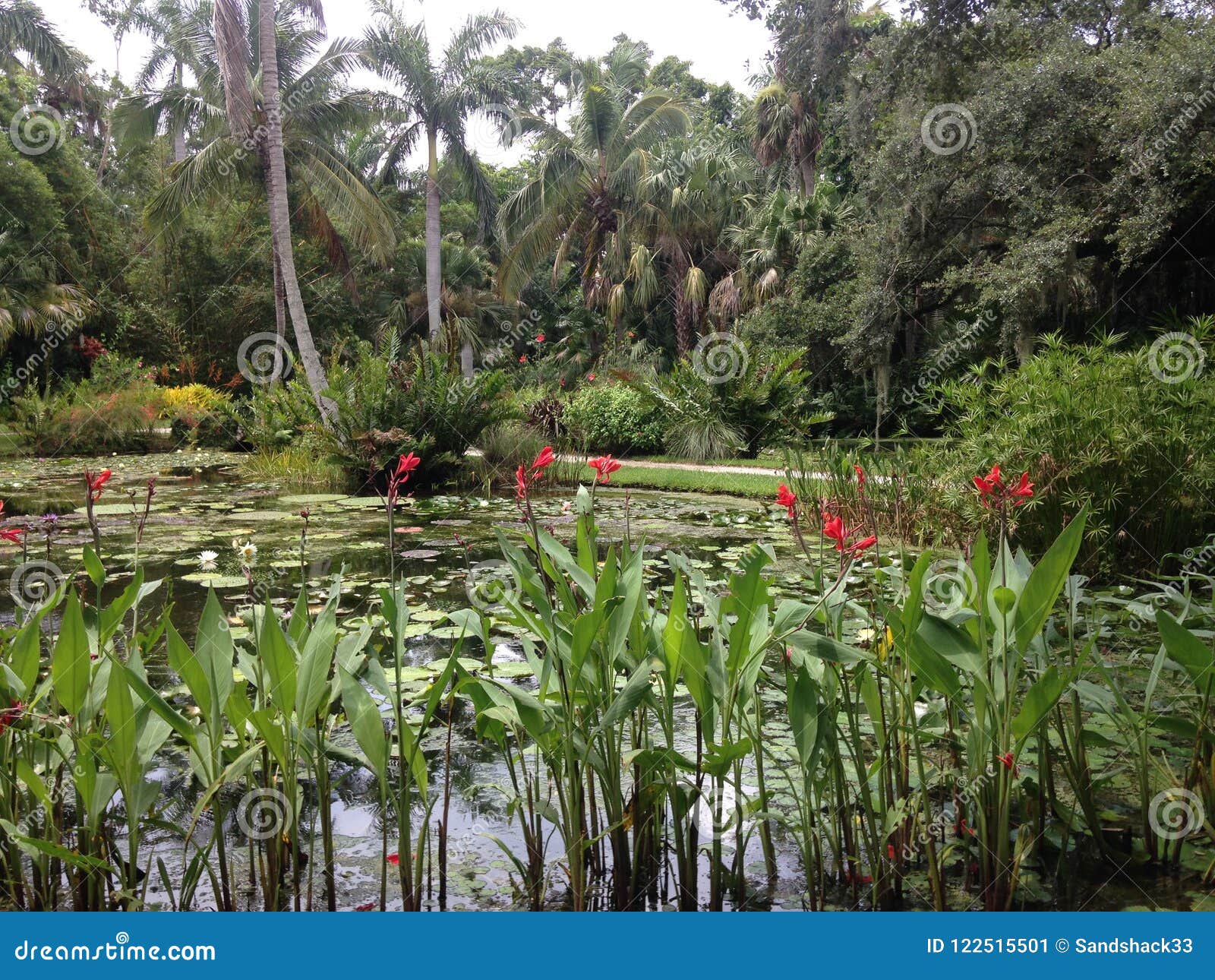 Water Lilies Editorial Photo Image Of Water Photo 122515501