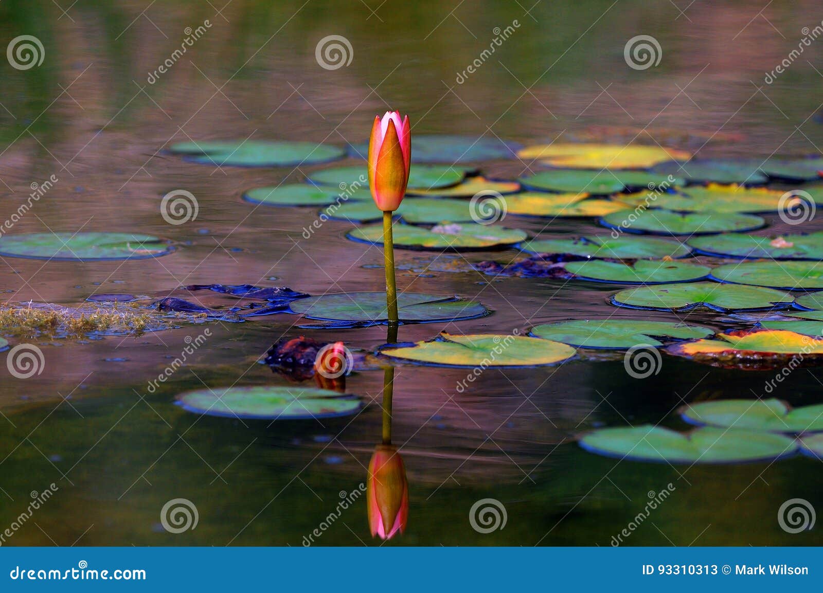 water lilies