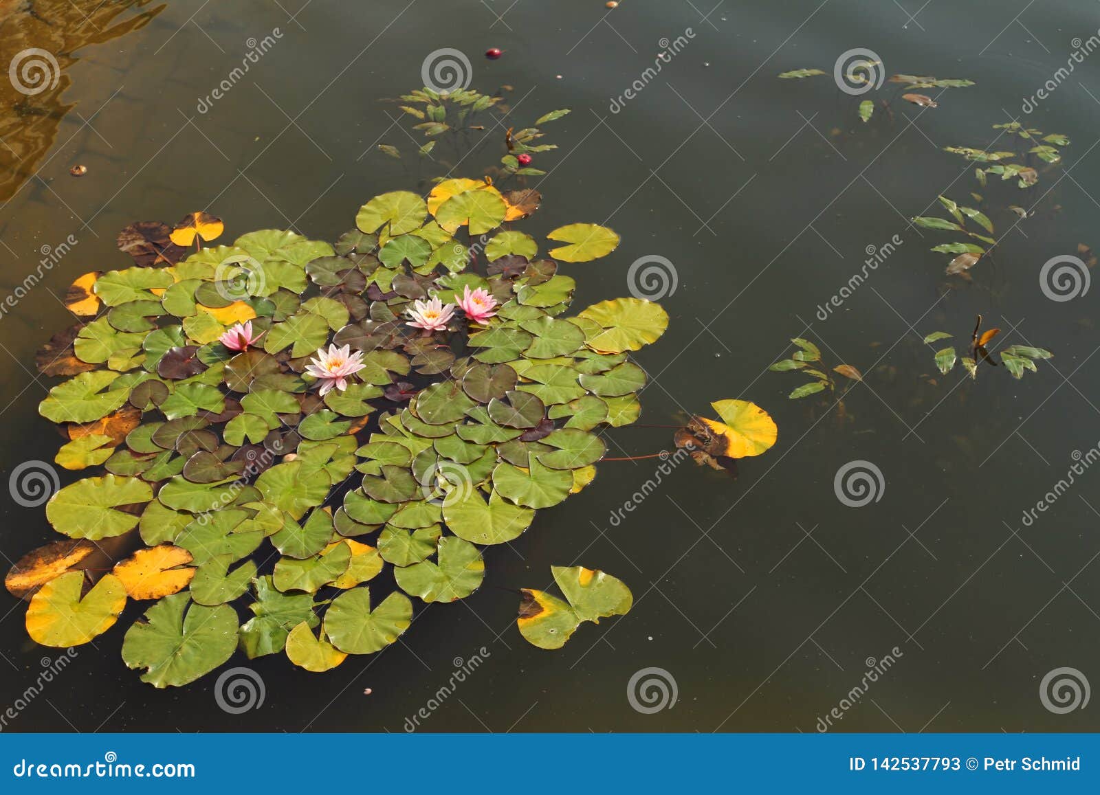 Water lilies on a pond stock image. Image of green, small 142537793
