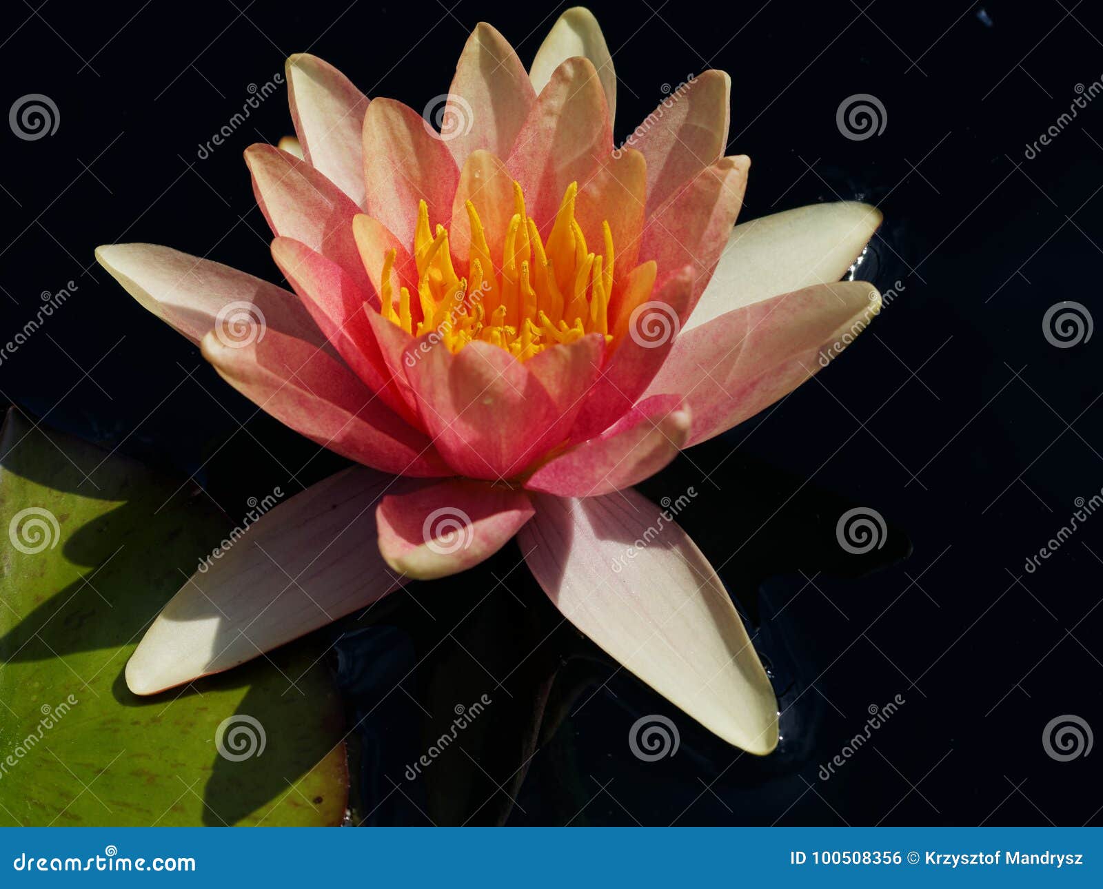 Water lilies stock photo. Image of pond, natural, closeup 100508356