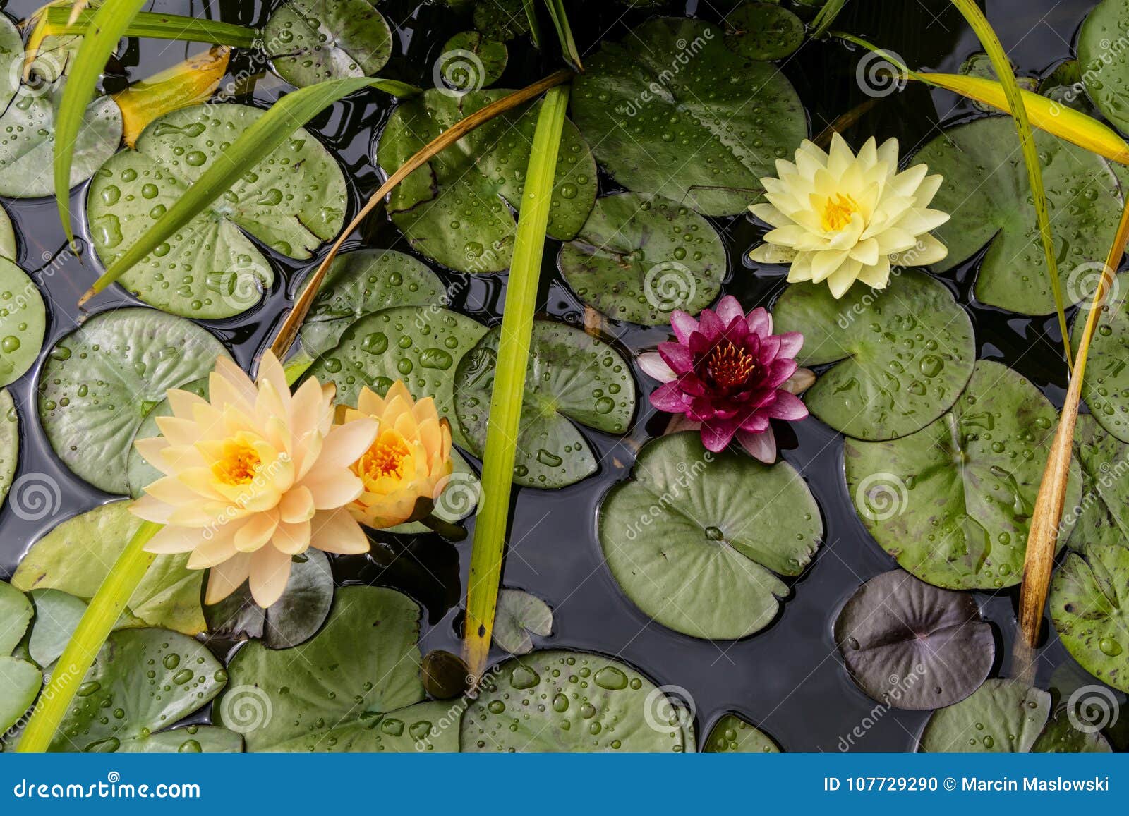 Water Lilies in a Small Pond Stock Photo Image of white, pond 107729290