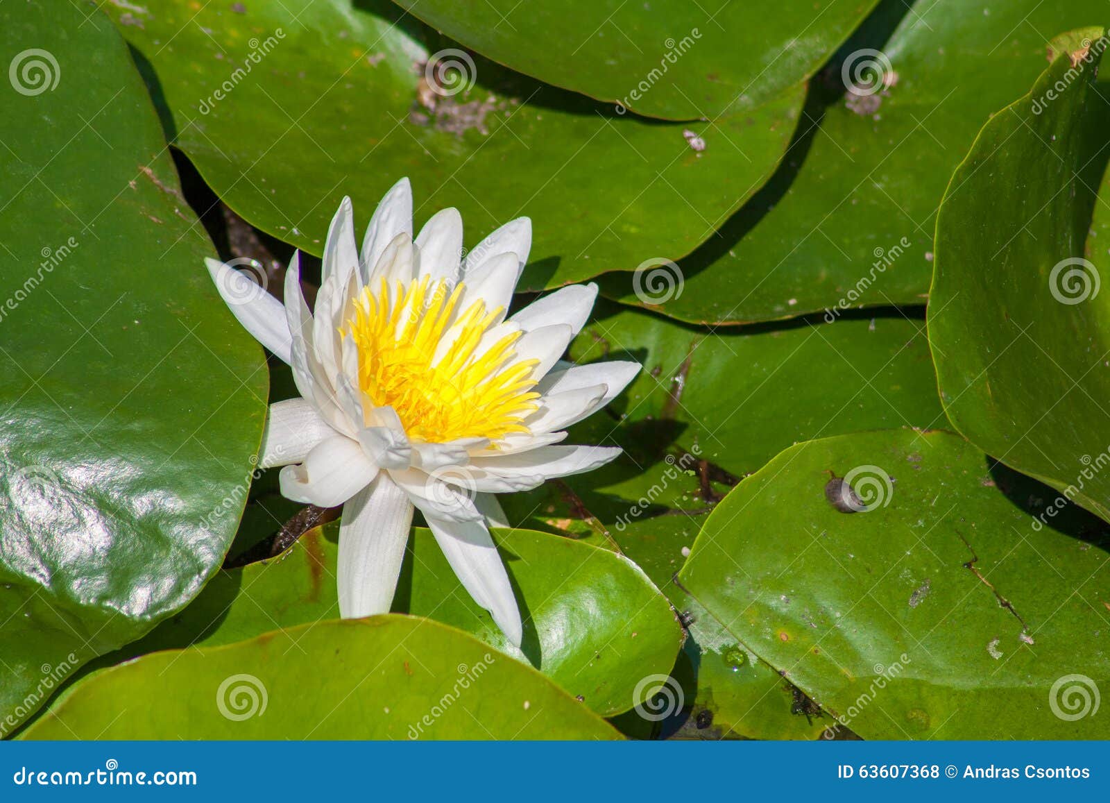 Water Lilly stock photo. Image of blooming, leaf, lake 63607368