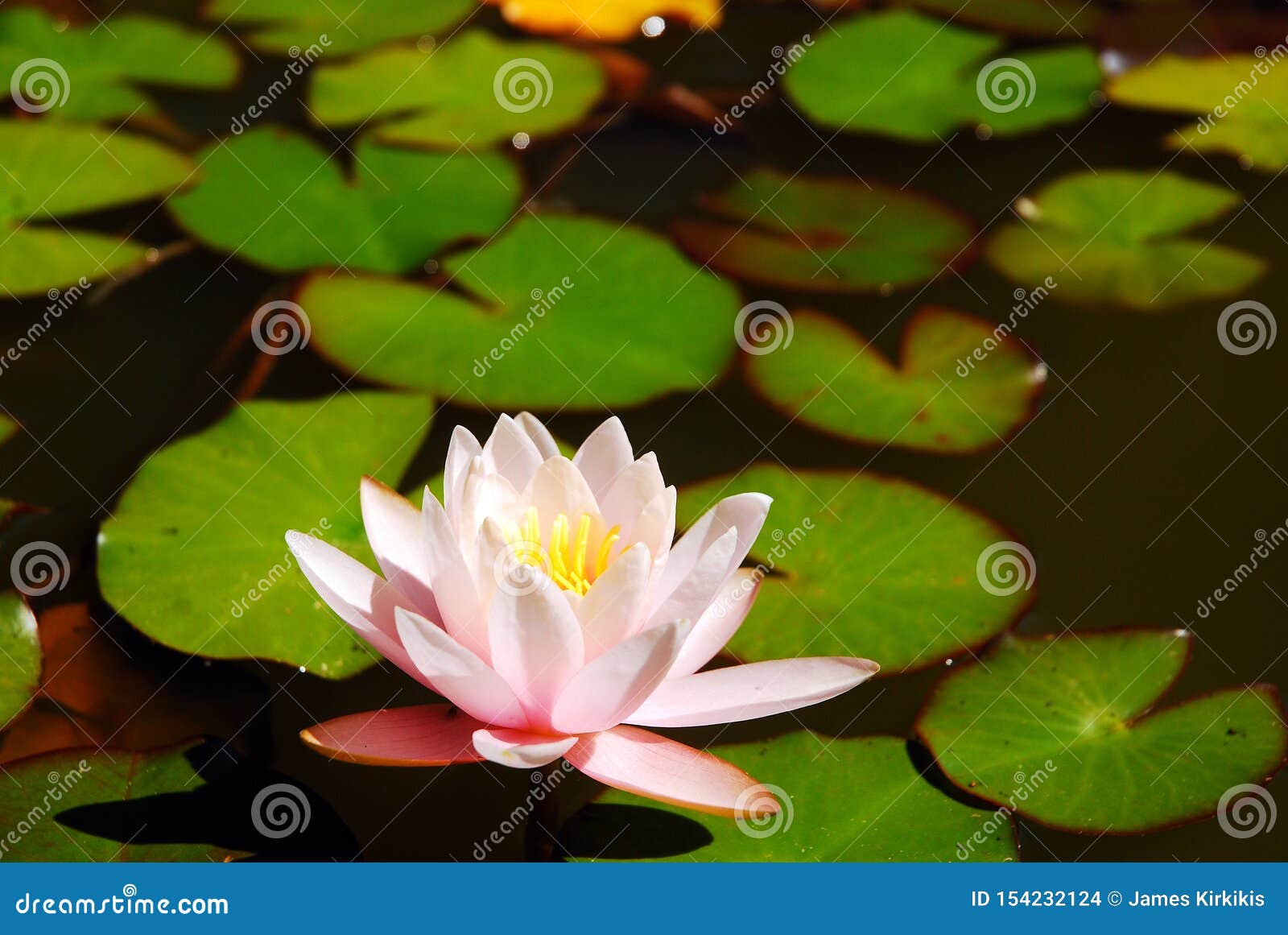 A Water Lily Grows in a Decorative Pond Stock Photo Image of