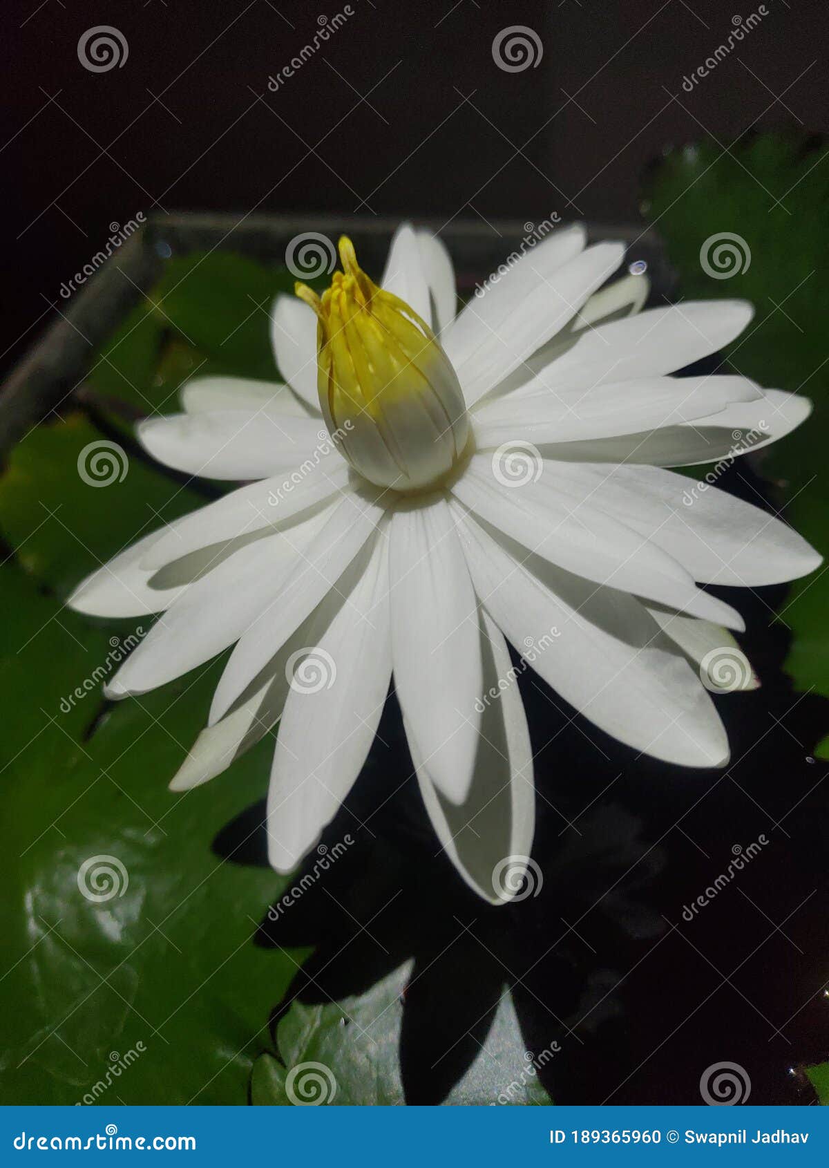 Water Lilly Night Bloom Flower Stock Photo Image of bouquet, green