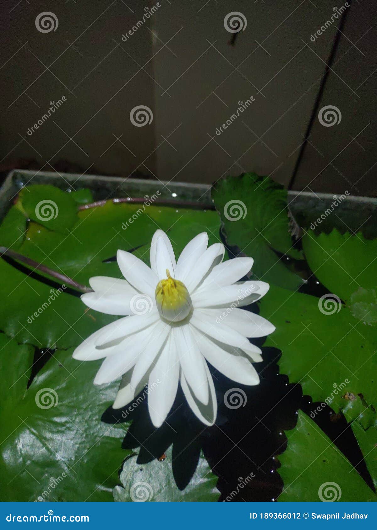 Water Lilly Night Bloom Flower Stock Photo Image of daisy, bouquet
