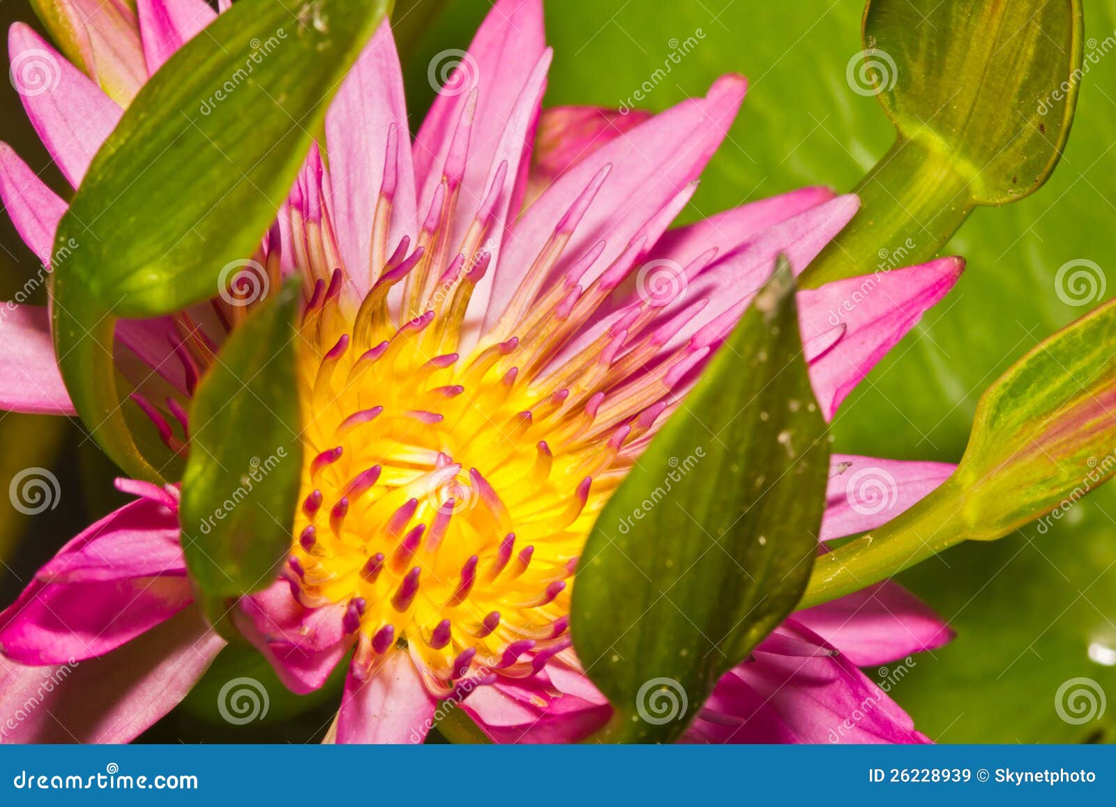 Water lily stock image. Image of leaf, colorful, food 26228939