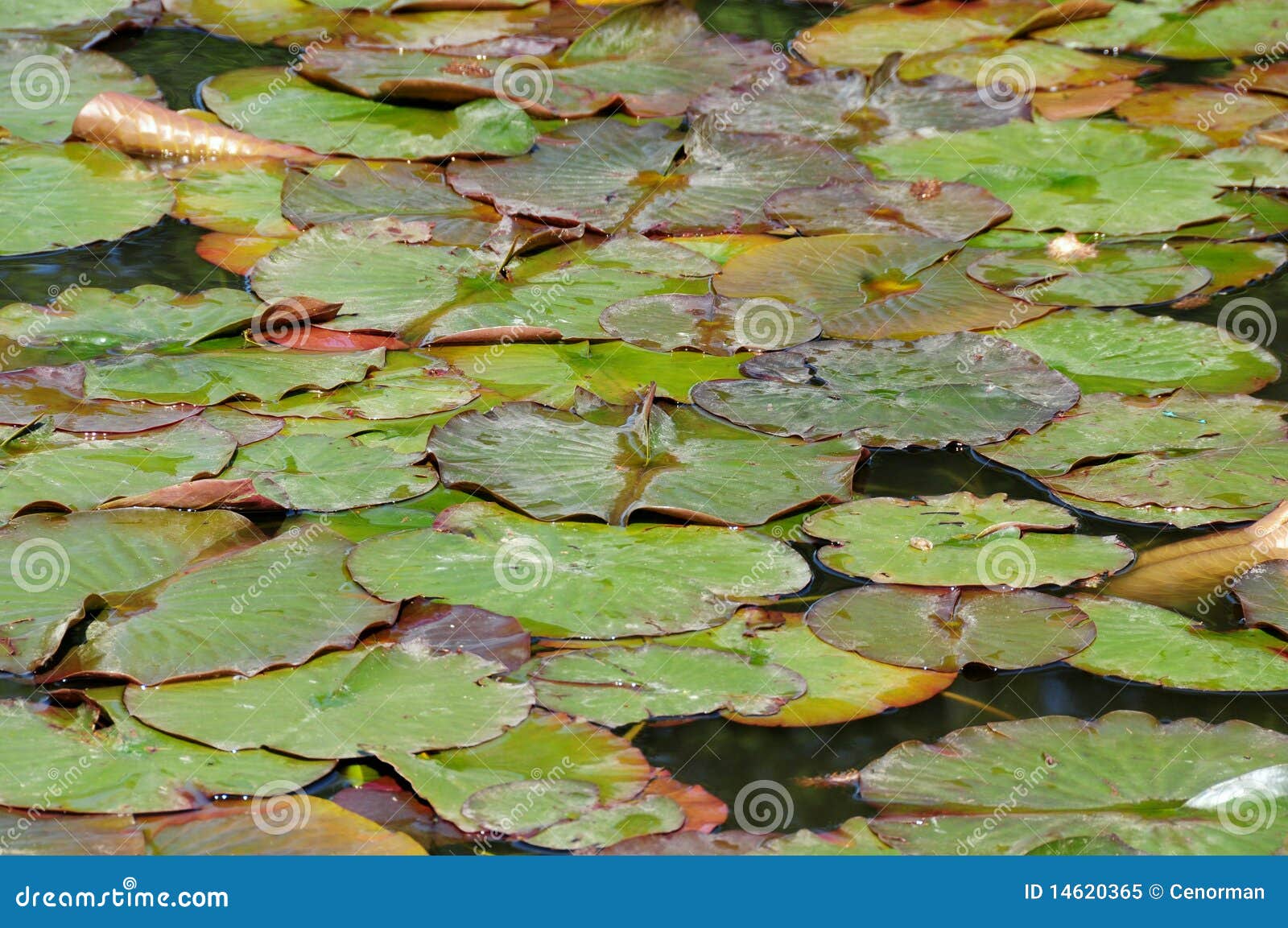 Water lily background stock image. Image of background - 14620365