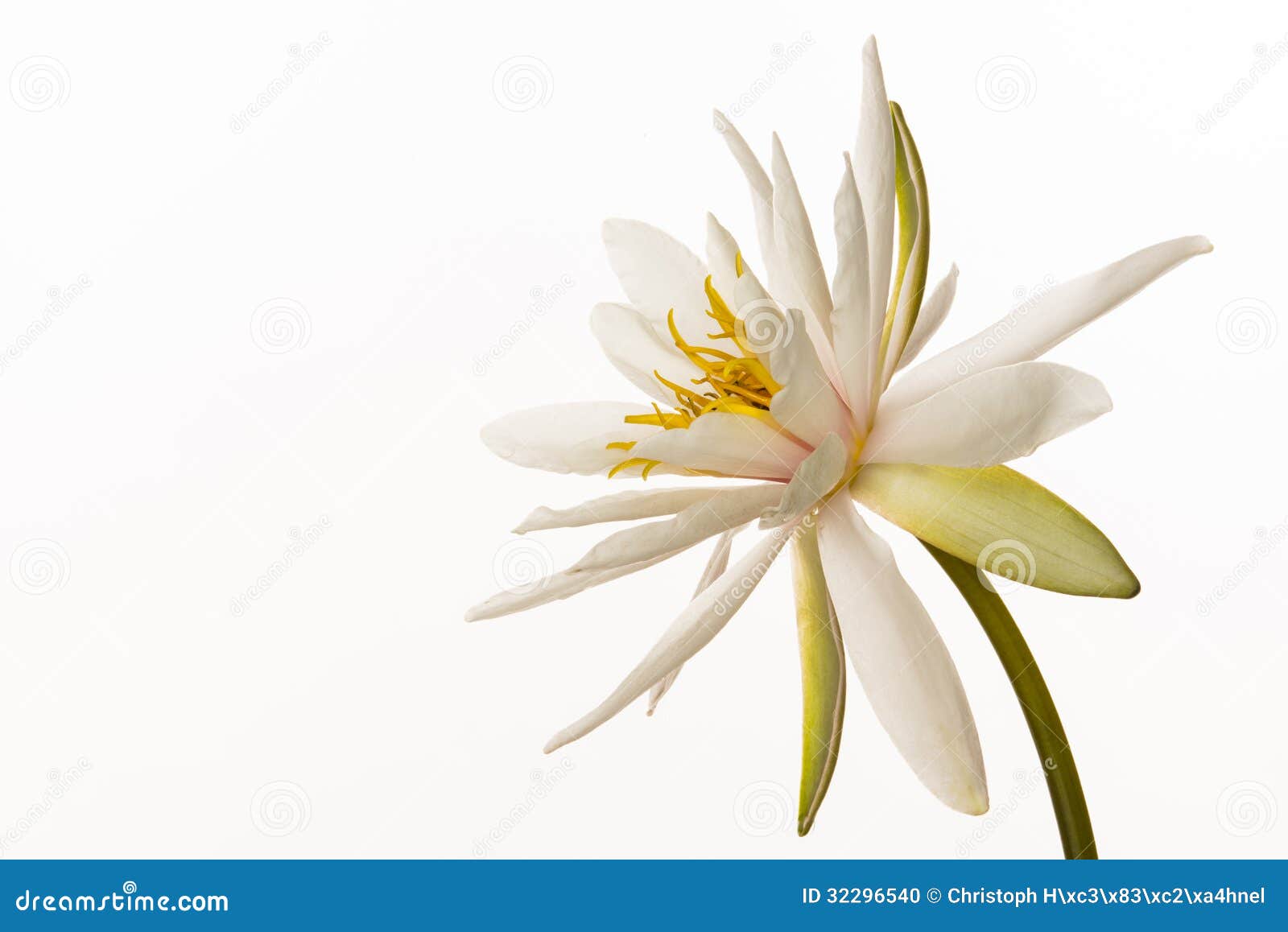 Water lily stock photo. Image of white, beauty, wedding - 32296540