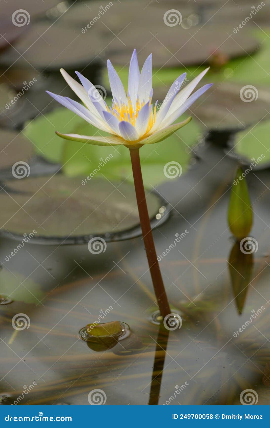 Water lily in bloom stock photo. Image of aquatic, botany 249700058