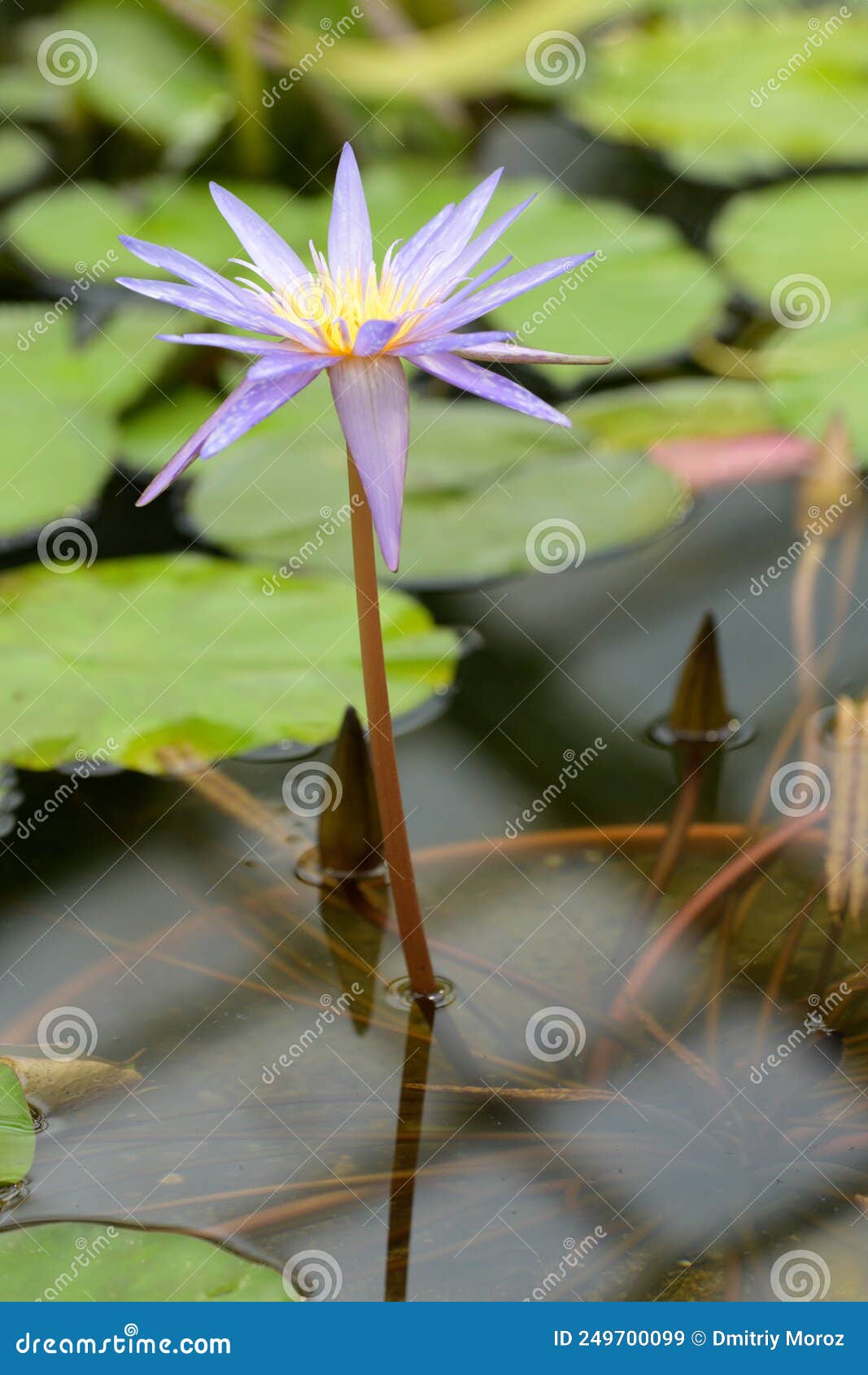 Water lily in bloom stock image. Image of bloom, exotic 249700099
