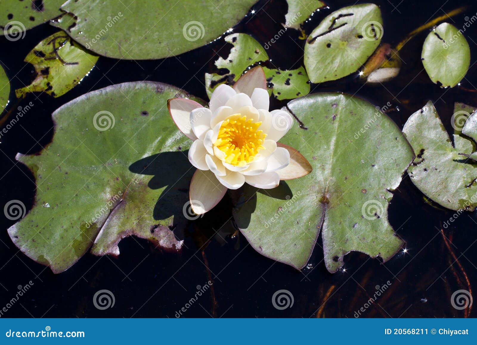 Water Lily Blooming stock image. Image of water, outdoors 20568211