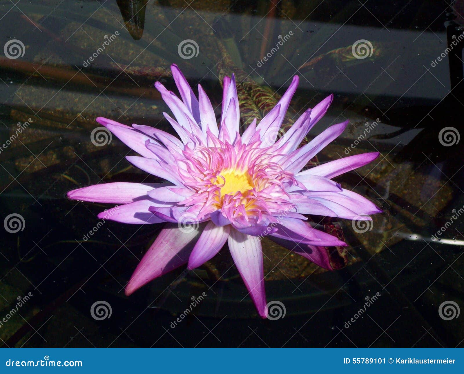 Water Lily stock image. Image of bloom, attraction, blooming 55789101