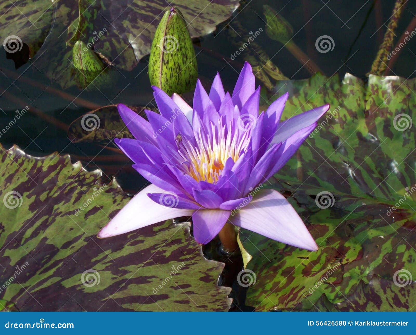 Water Lily stock photo. Image of stripe, springtime, spring 56426580