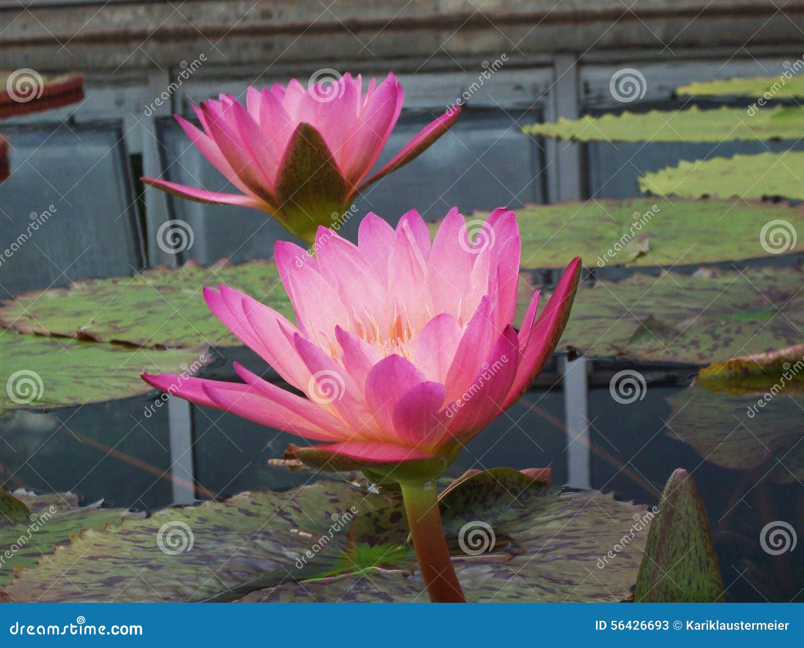 Water Lily stock image. Image of summer, blooming, surface 56426693
