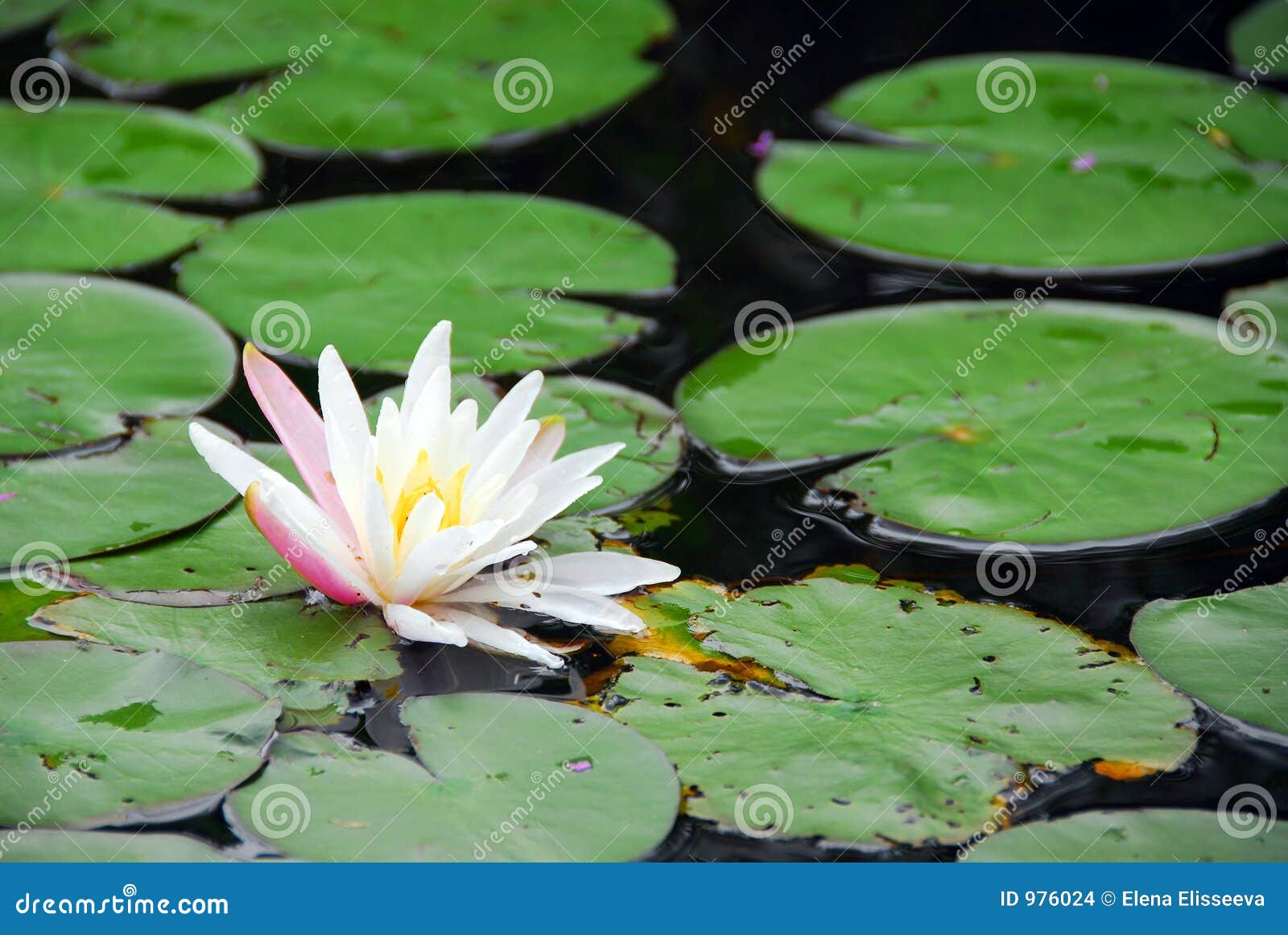 Water lily blooming stock photo. Image of bright, blooming 976024