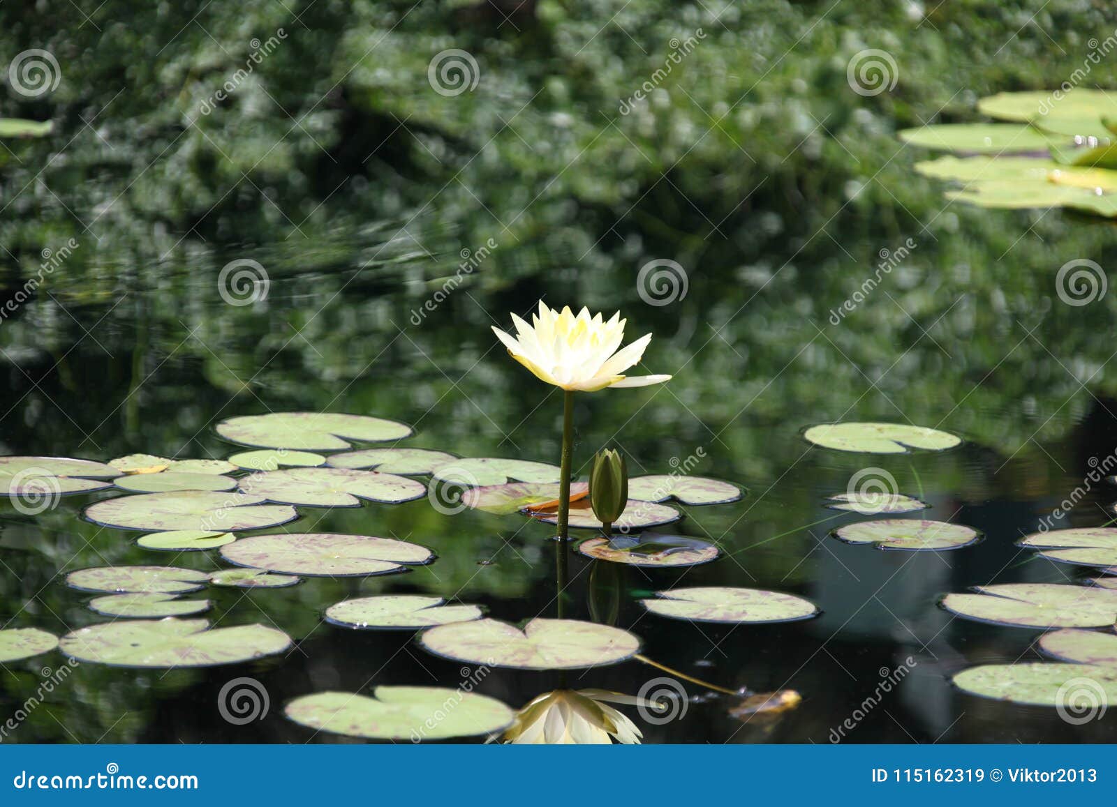 Water lily blooming stock image. Image of beauty, flora 115162319