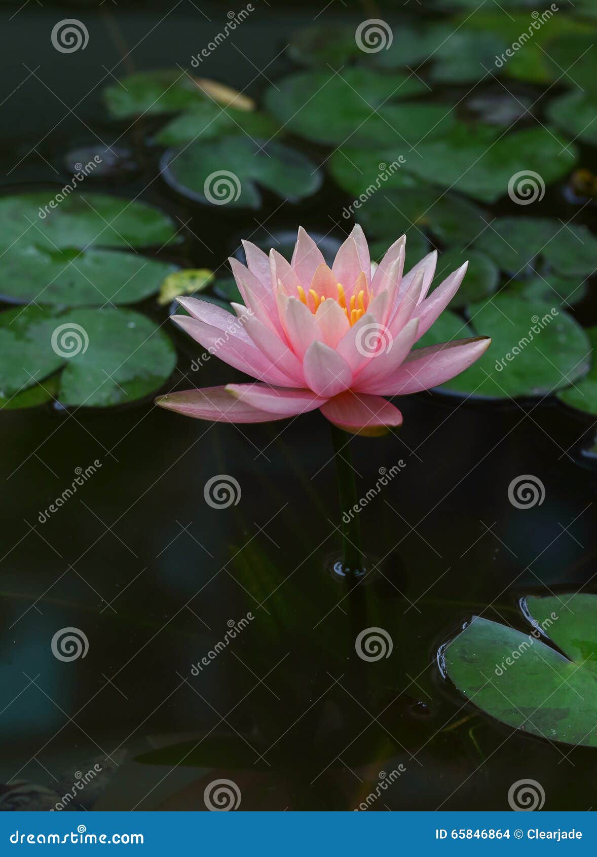 Water lily blooming stock photo. Image of pink, beautiful 65846864