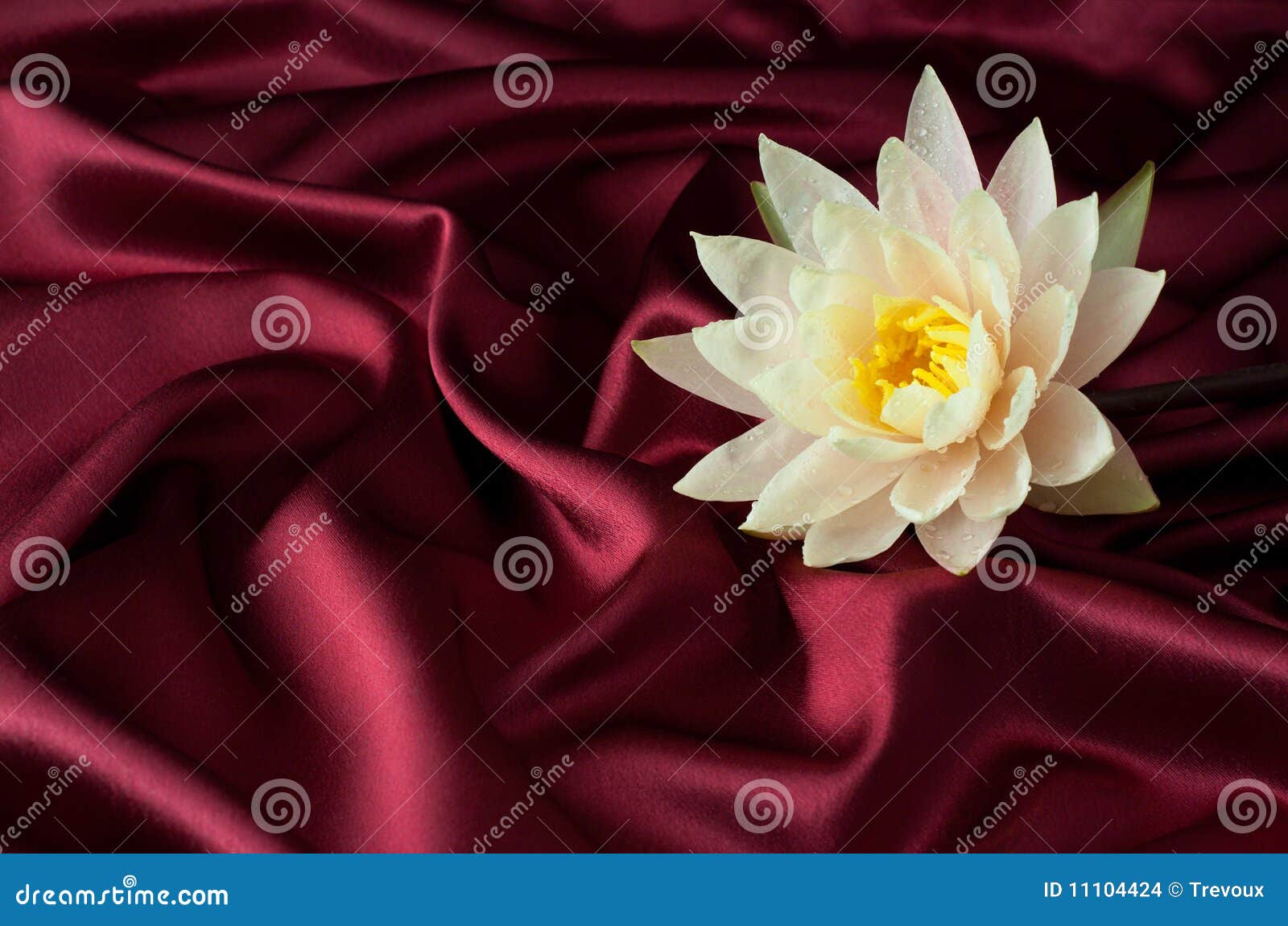 water lily on burgundy satin