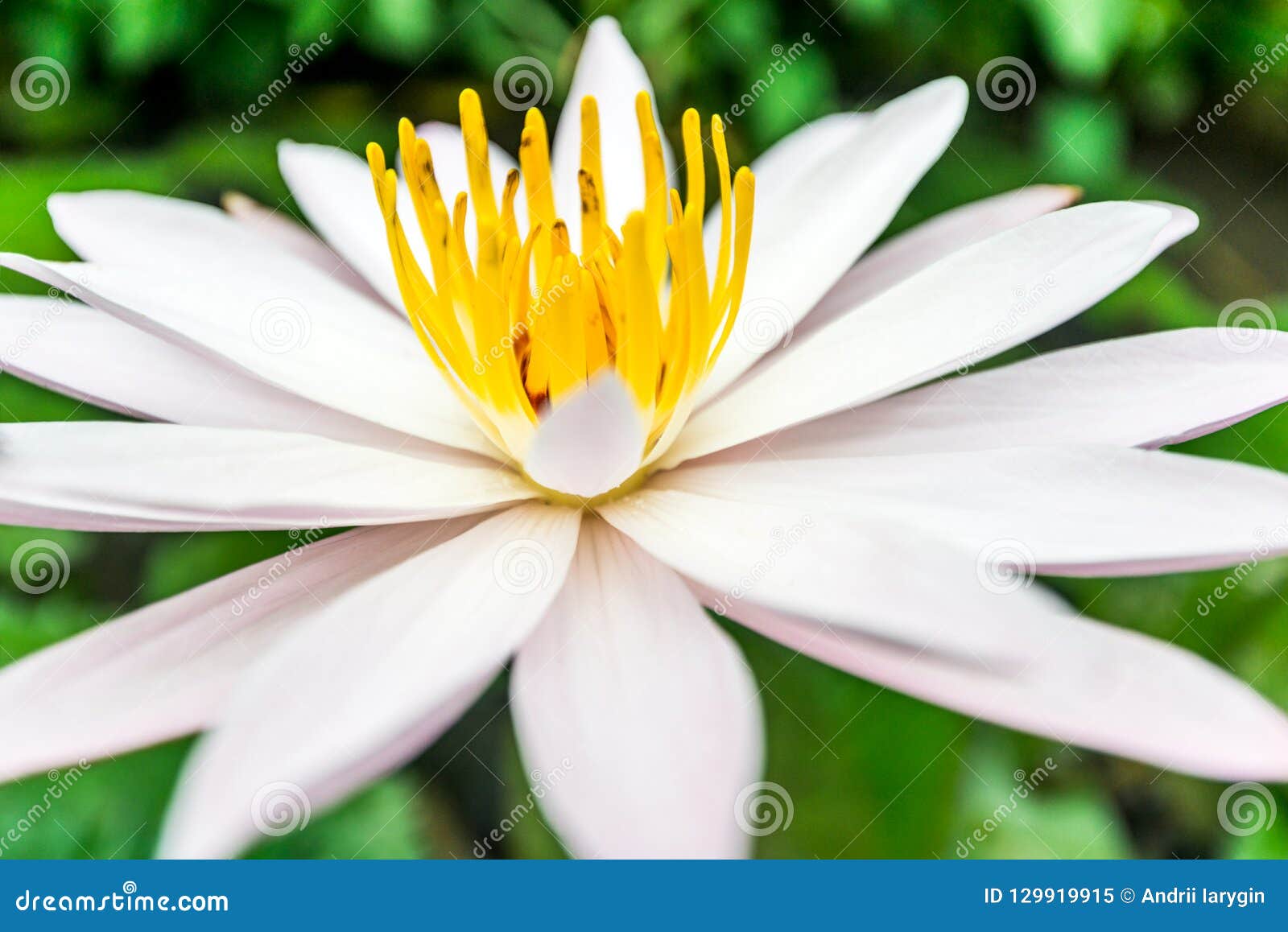 Water Lily Lotus Lily Buddhism Stock Image - Image of lily, botany ...