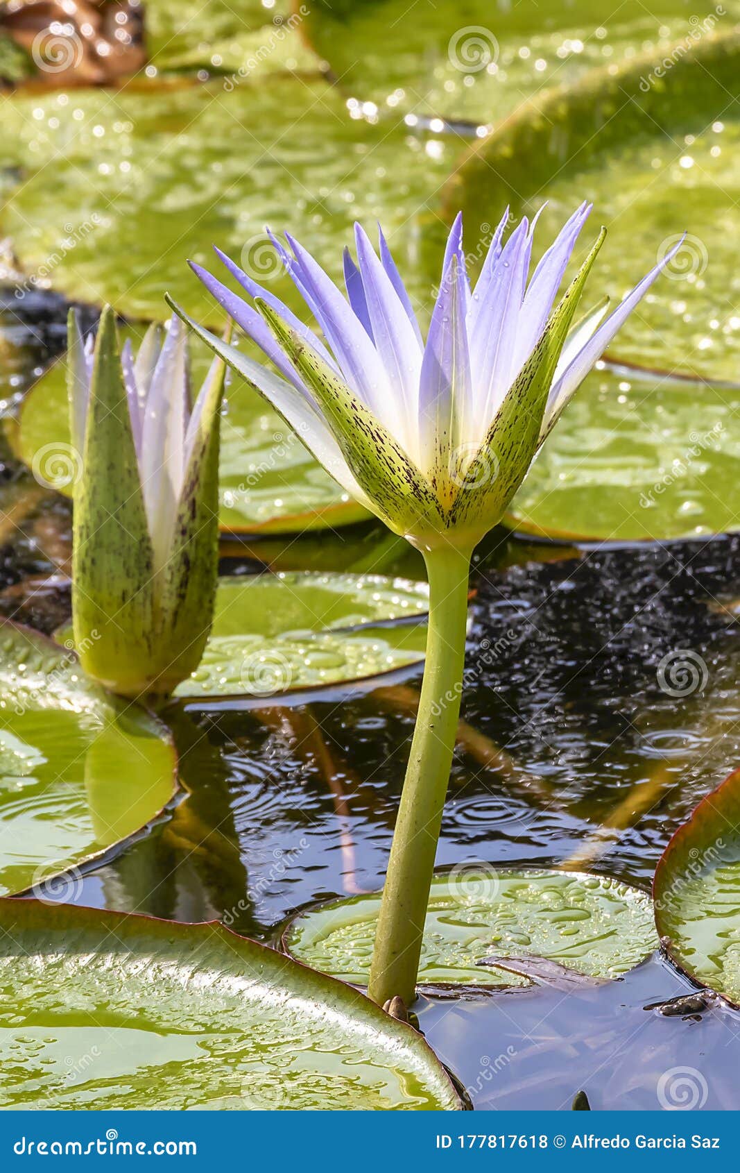 water lily in egypt, el cairo