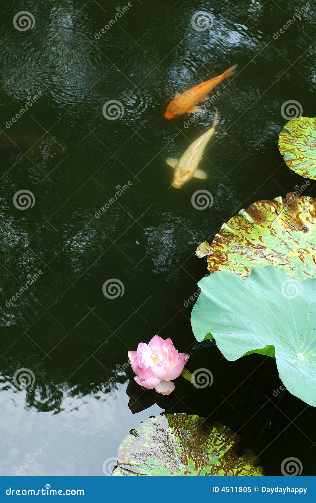 Water Lily & Fish stock image. Image of garden, water 4511805