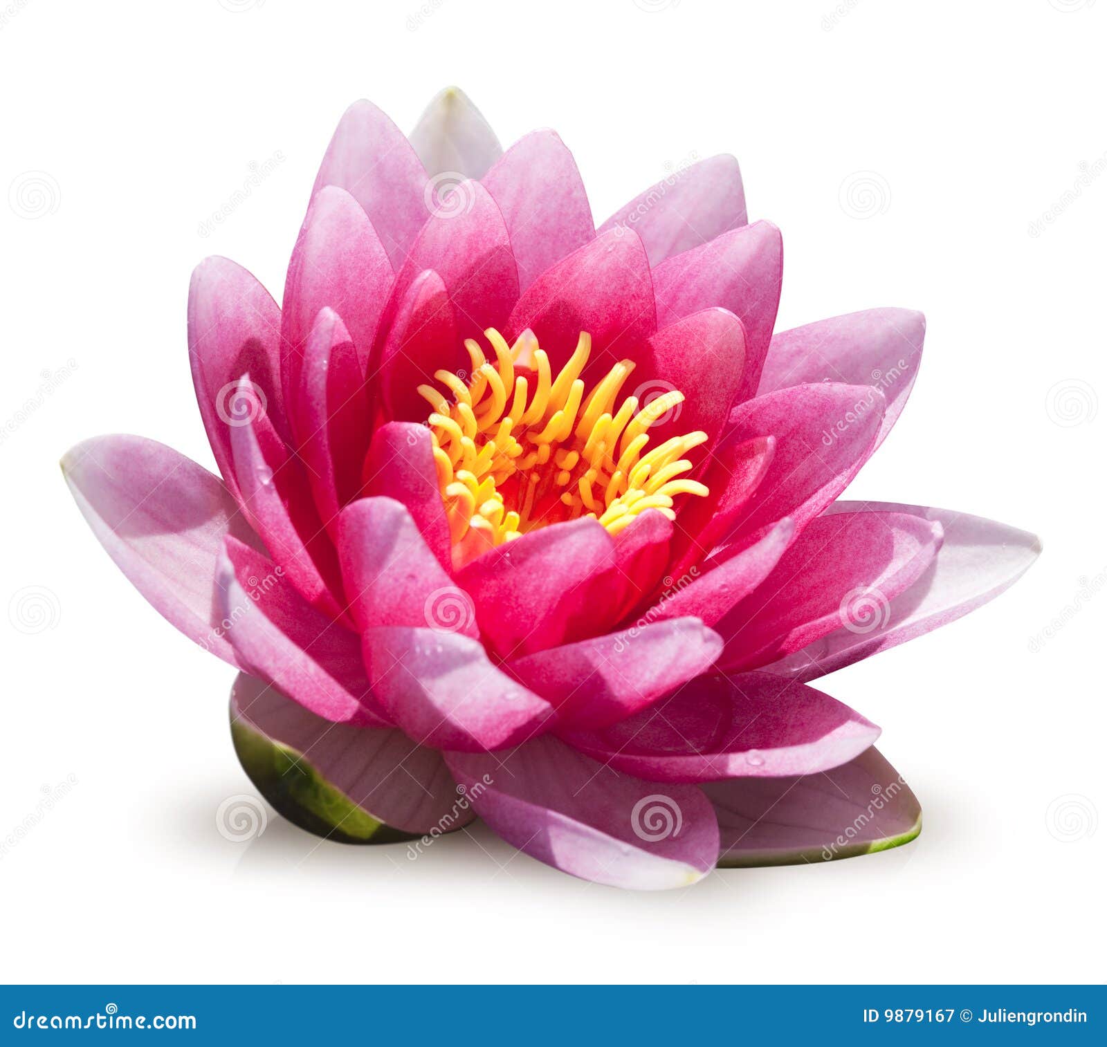 Water lily flower stock image. Image of feng, floral, aquatic 9879167